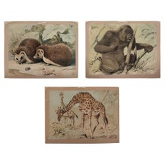 Antique Set of 3 Chromolithographed Prints, Double sided, Danske Billeder 1895