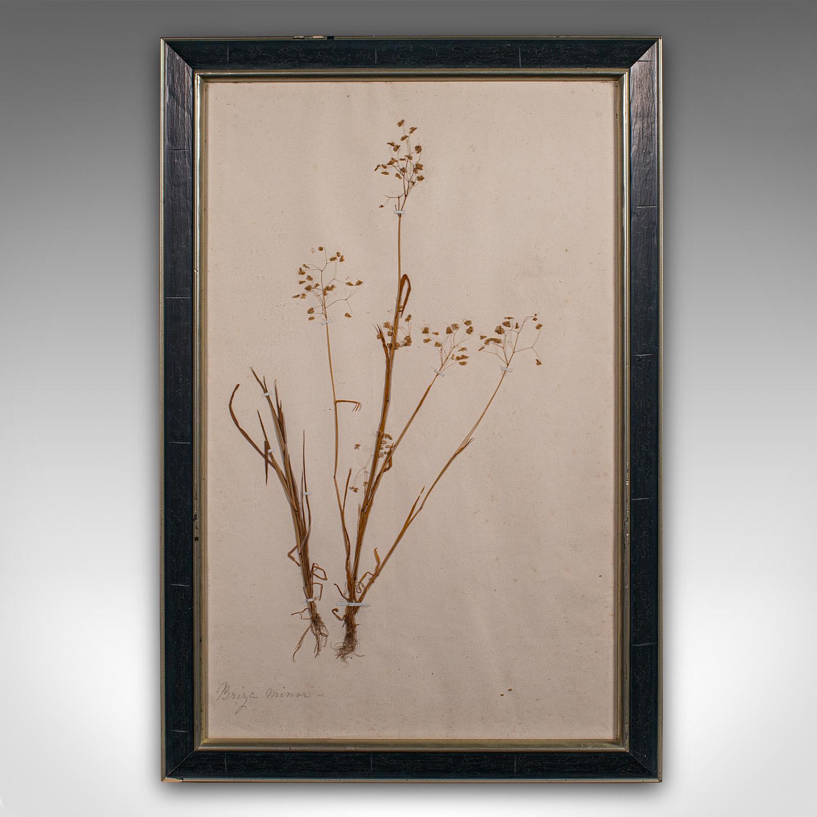 This is an antique set of 6 botanist's specimens. An English, mounted dried grass and flower collection, dating to the early Victorian period, circa 1850.

Delightfully preserved Victorian plant life, neatly presented
Displaying a desirable aged