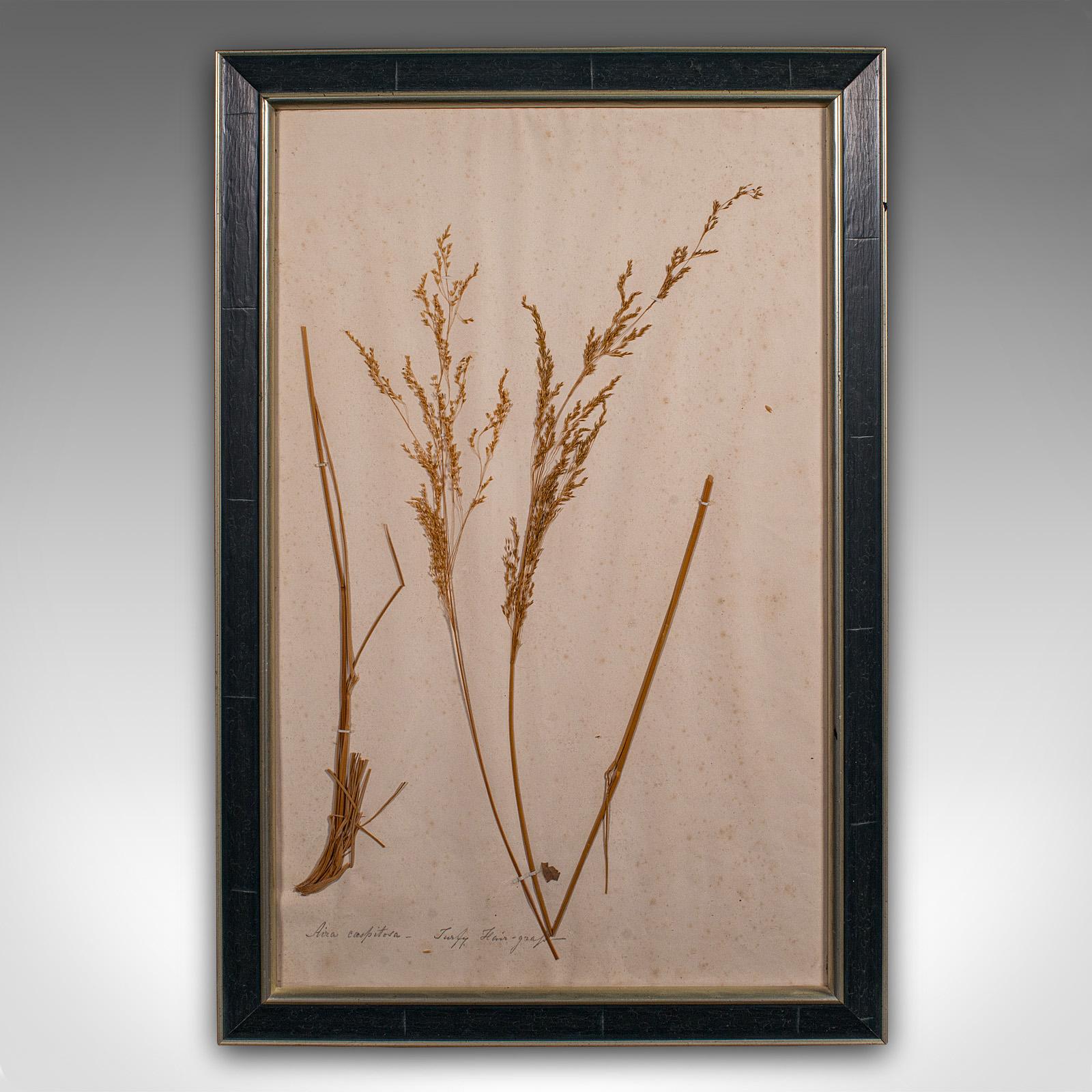 Early Victorian Antique Set Of 6 Botanist's Specimens, English, Framed, Dried Plants, Victorian For Sale