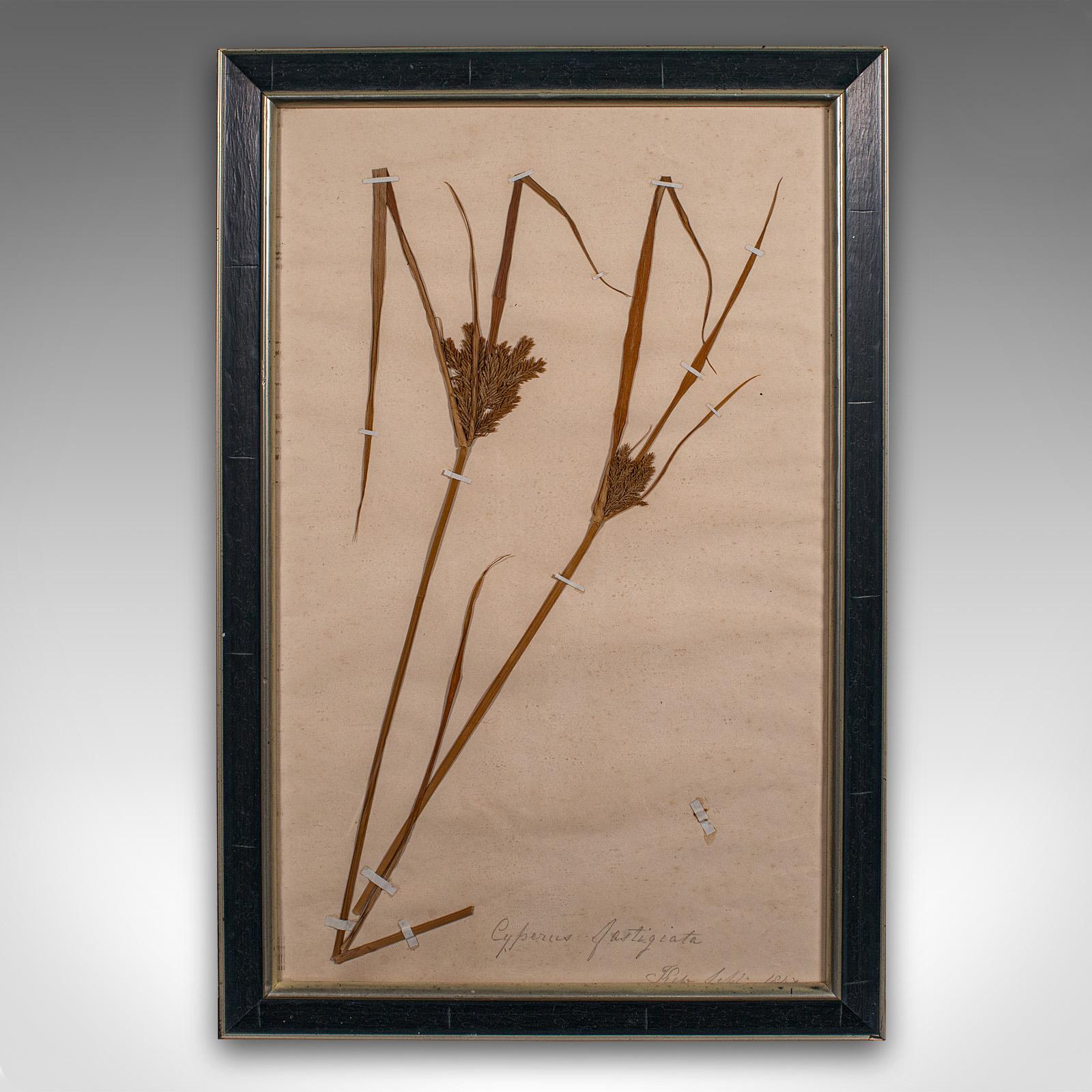 British Antique Set Of 6 Botanist's Specimens, English, Framed, Dried Plants, Victorian For Sale