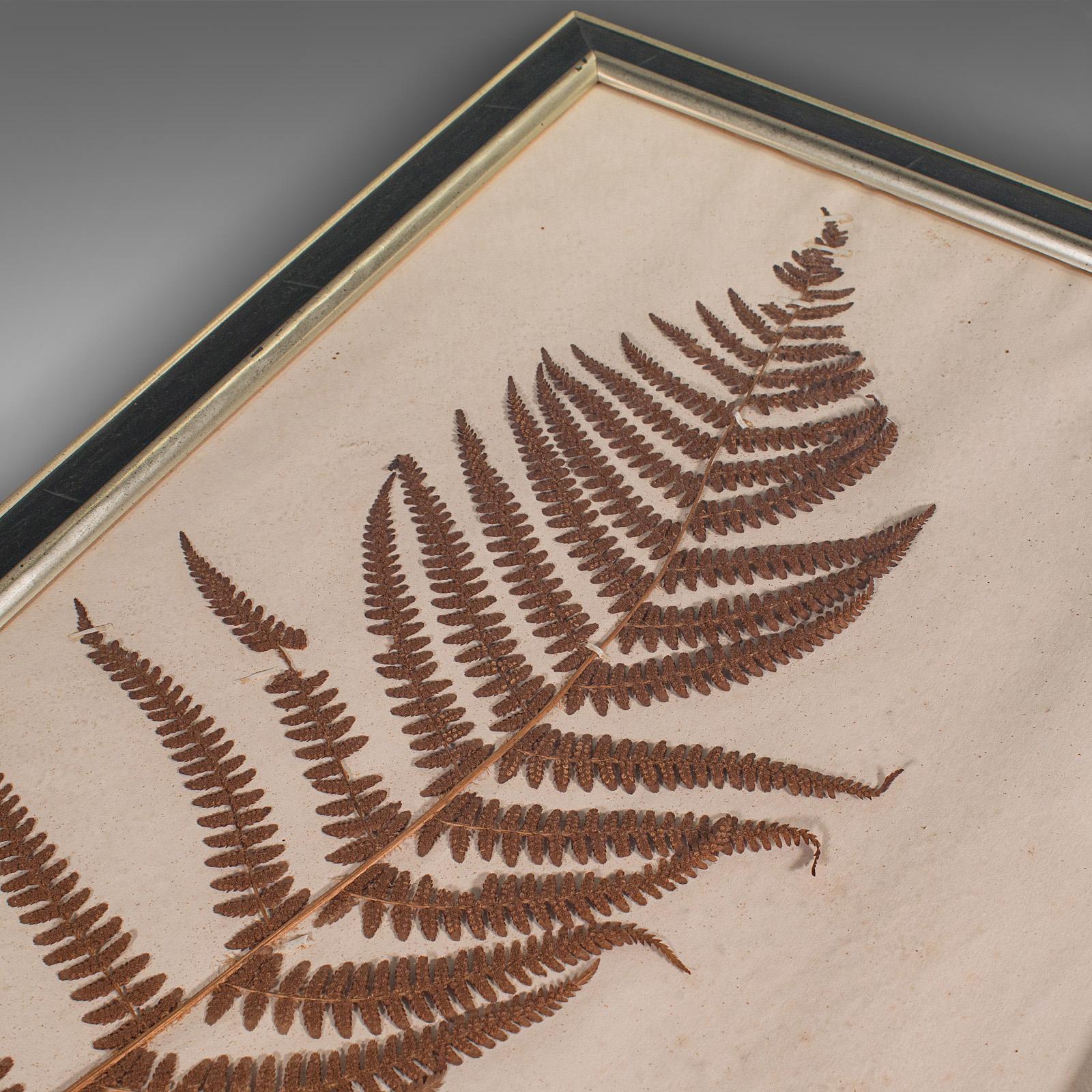 Antique Set Of 6 Botanist's Specimens, English, Framed, Dried Plants, Victorian For Sale 1