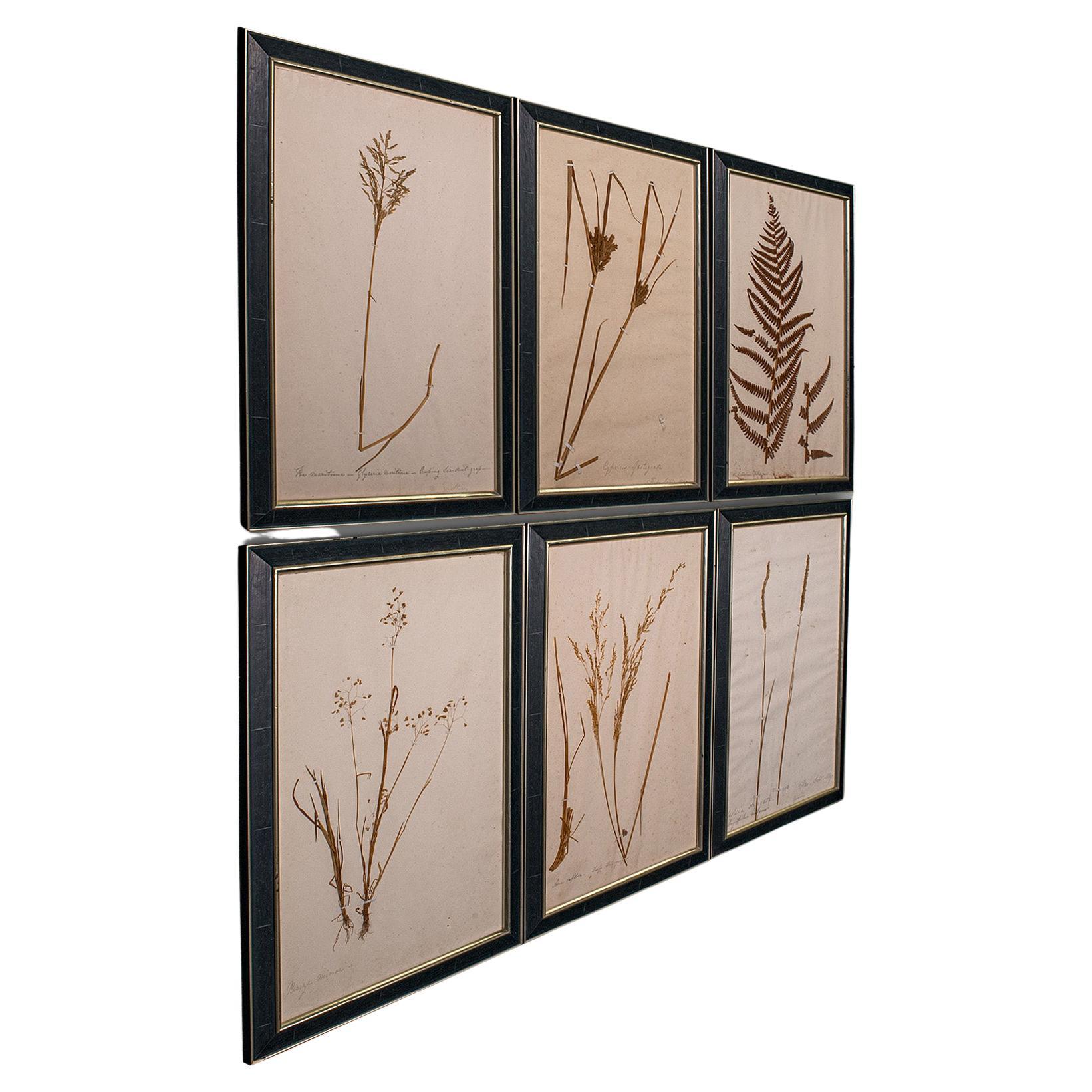 Antique Set Of 6 Botanist's Specimens, English, Framed, Dried Plants, Victorian For Sale