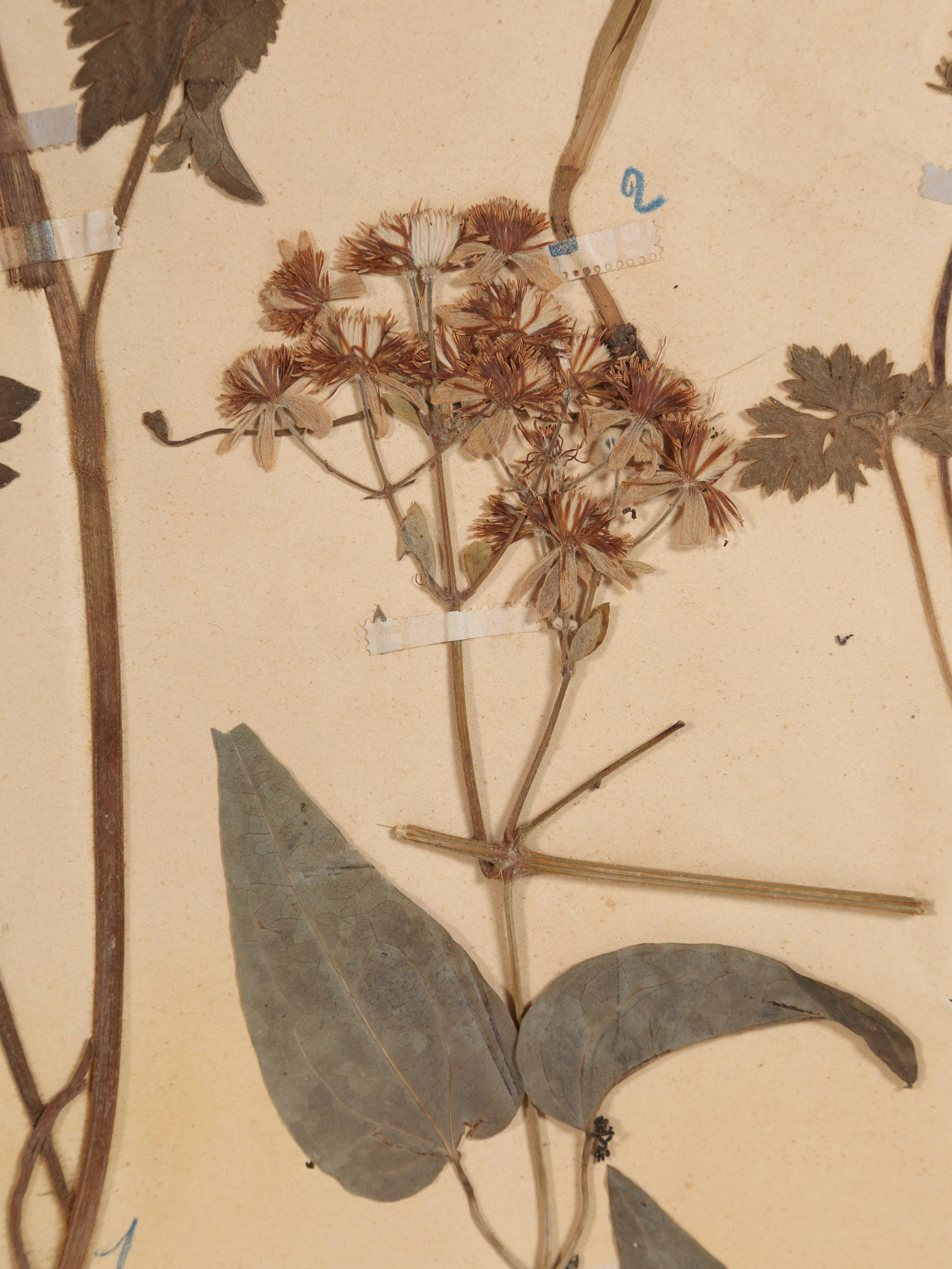 Antique Set of '6' French Botanicals Found in a Monastery School Opened in 1892 4