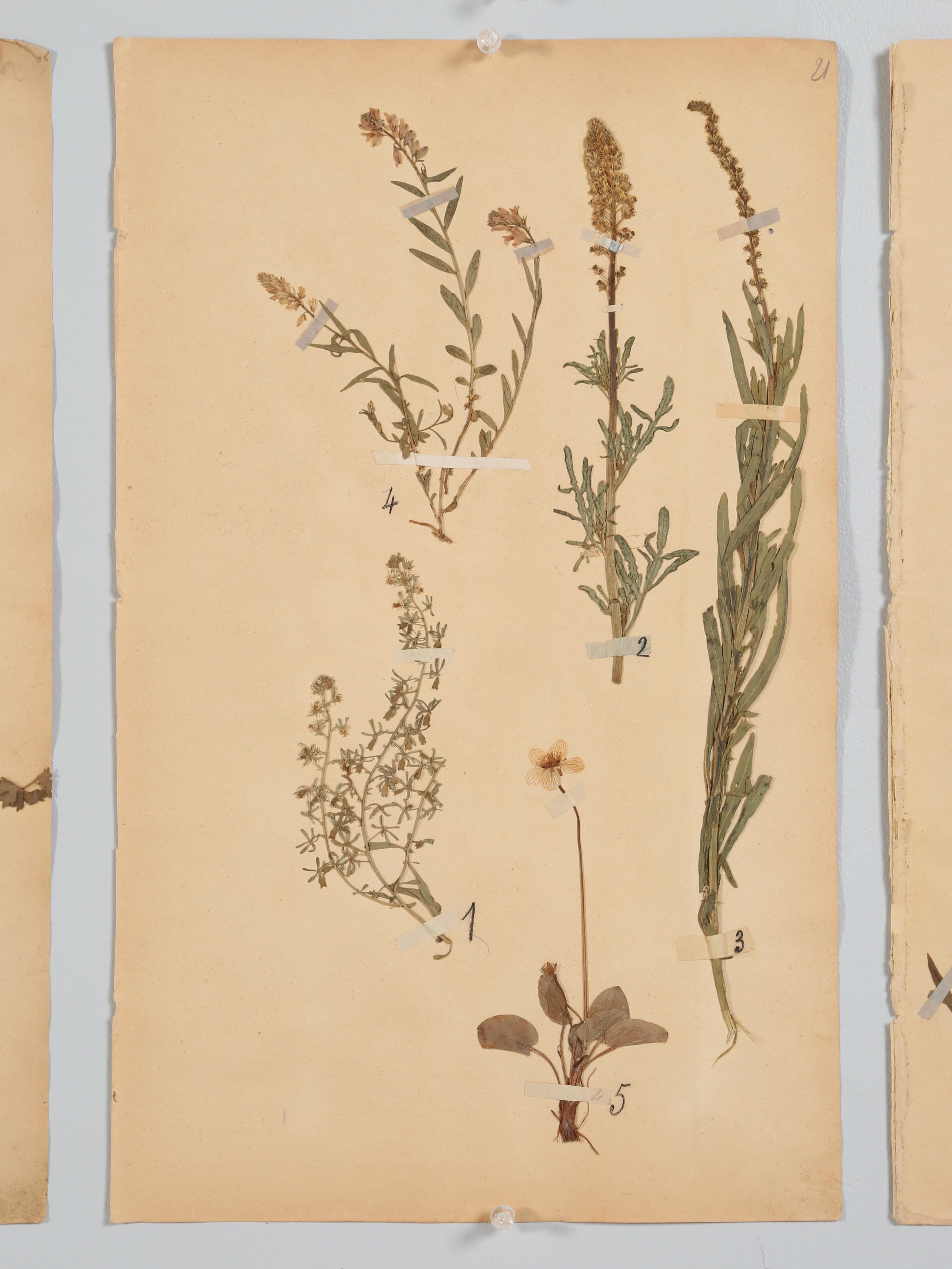 Antique Set of '6' French Botanicals Found in a Monastery School Opened in 1892 5