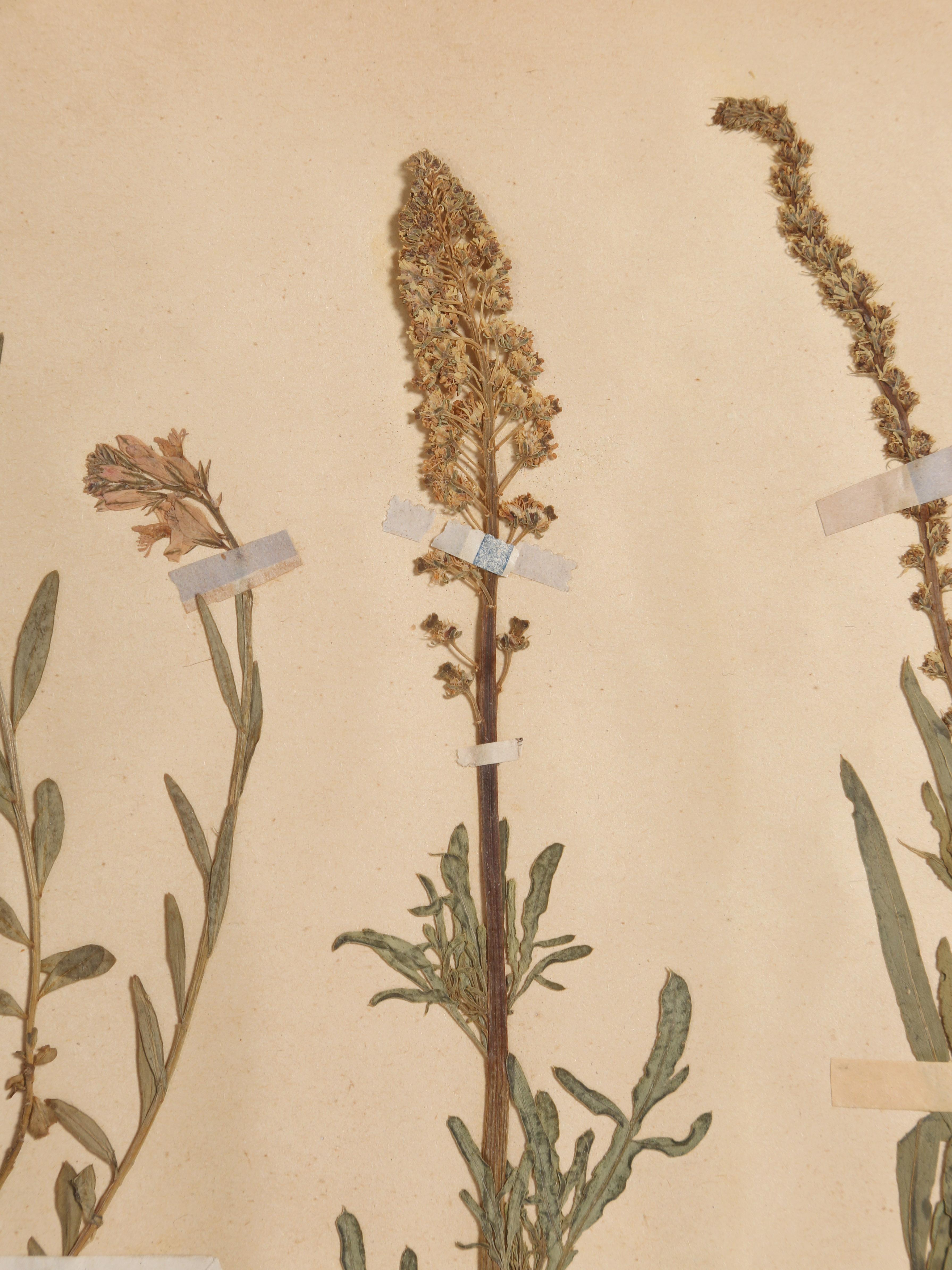 Antique Set of '6' French Botanicals Found in a Monastery School Opened in 1892 6
