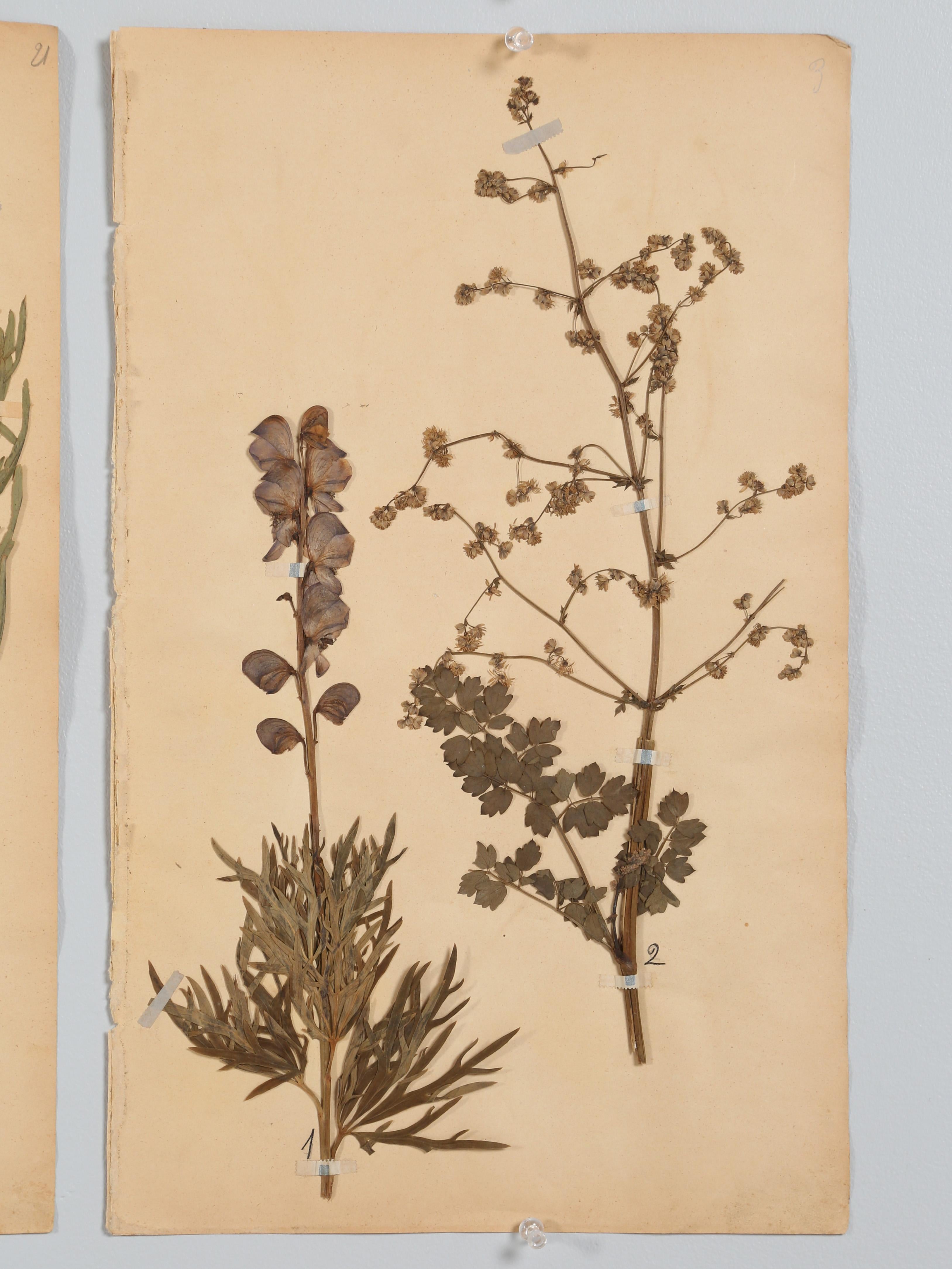Antique Set of '6' French Botanicals Found in a Monastery School Opened in 1892 7