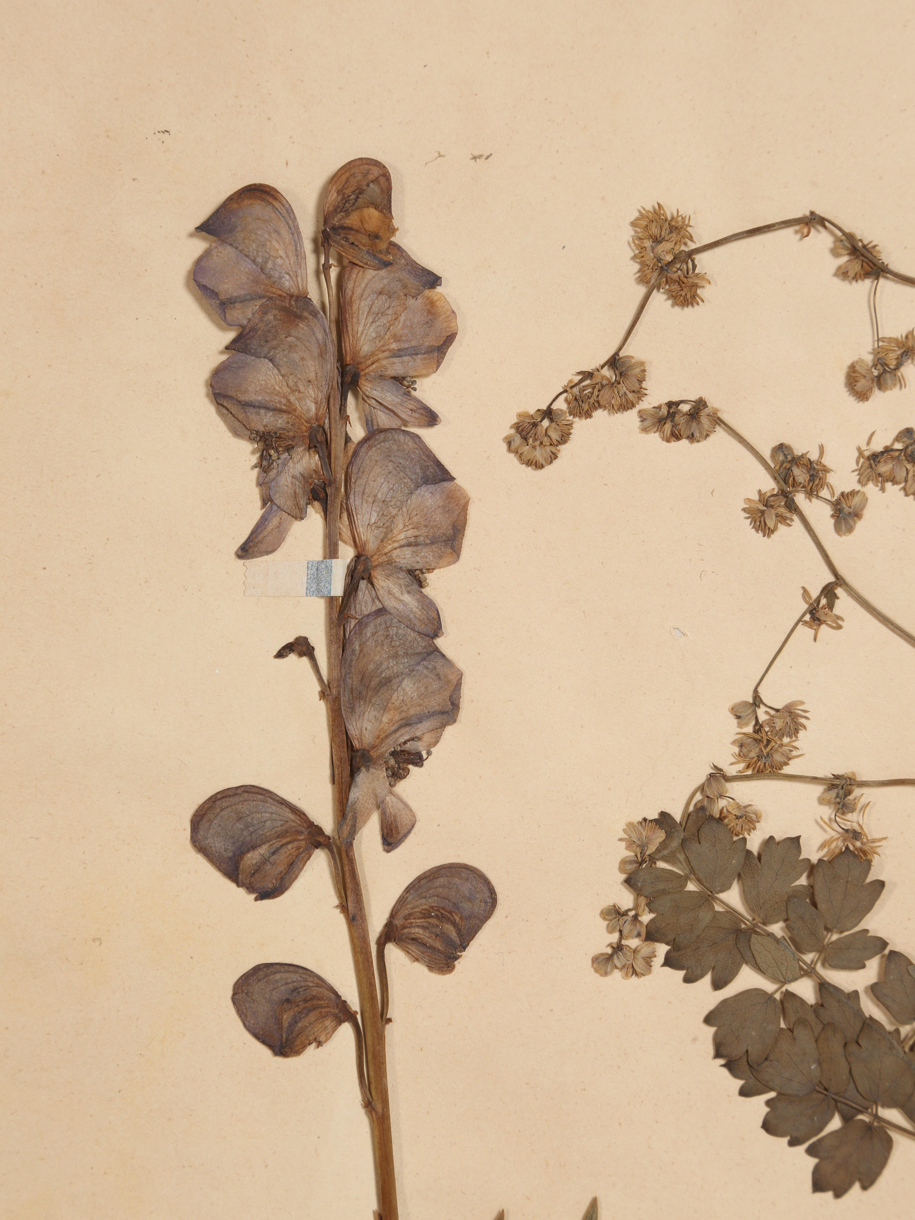 Antique Set of '6' French Botanicals Found in a Monastery School Opened in 1892 8