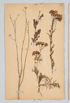 Antique Set of '6' French Botanicals Found in a Monastery School Opened in 1892