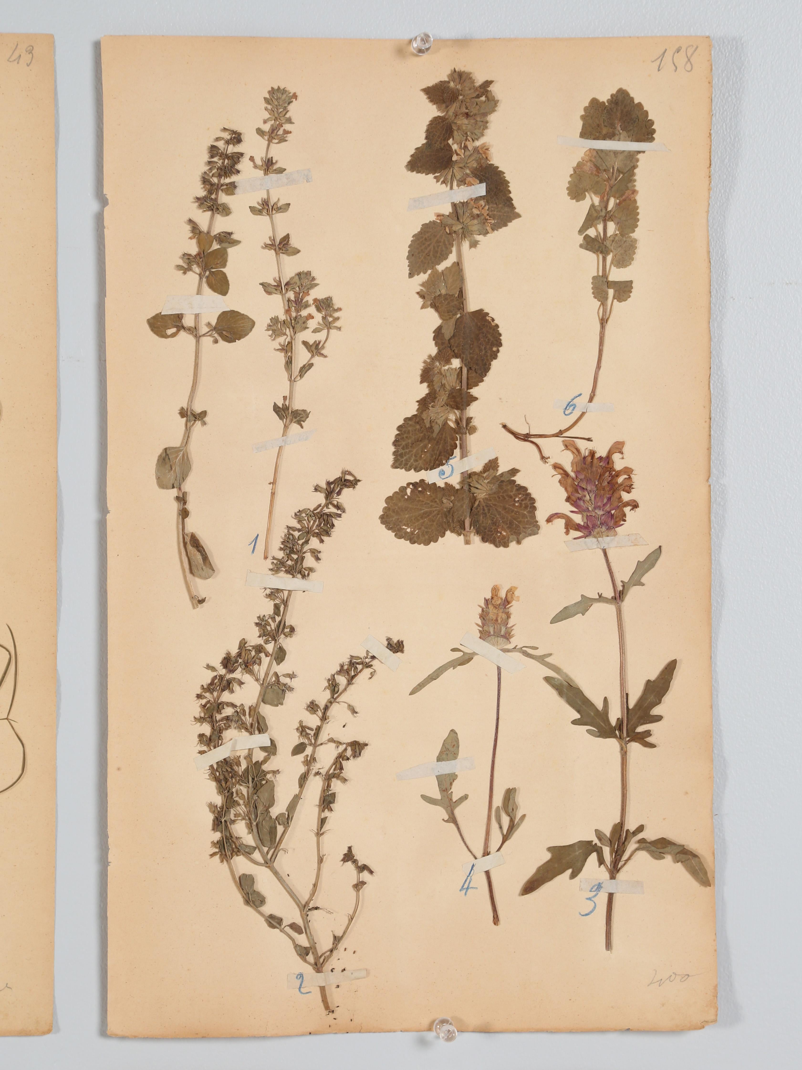 Antique Set of '6' French Botanicals Found in a Monastery School Opened in 1892 1