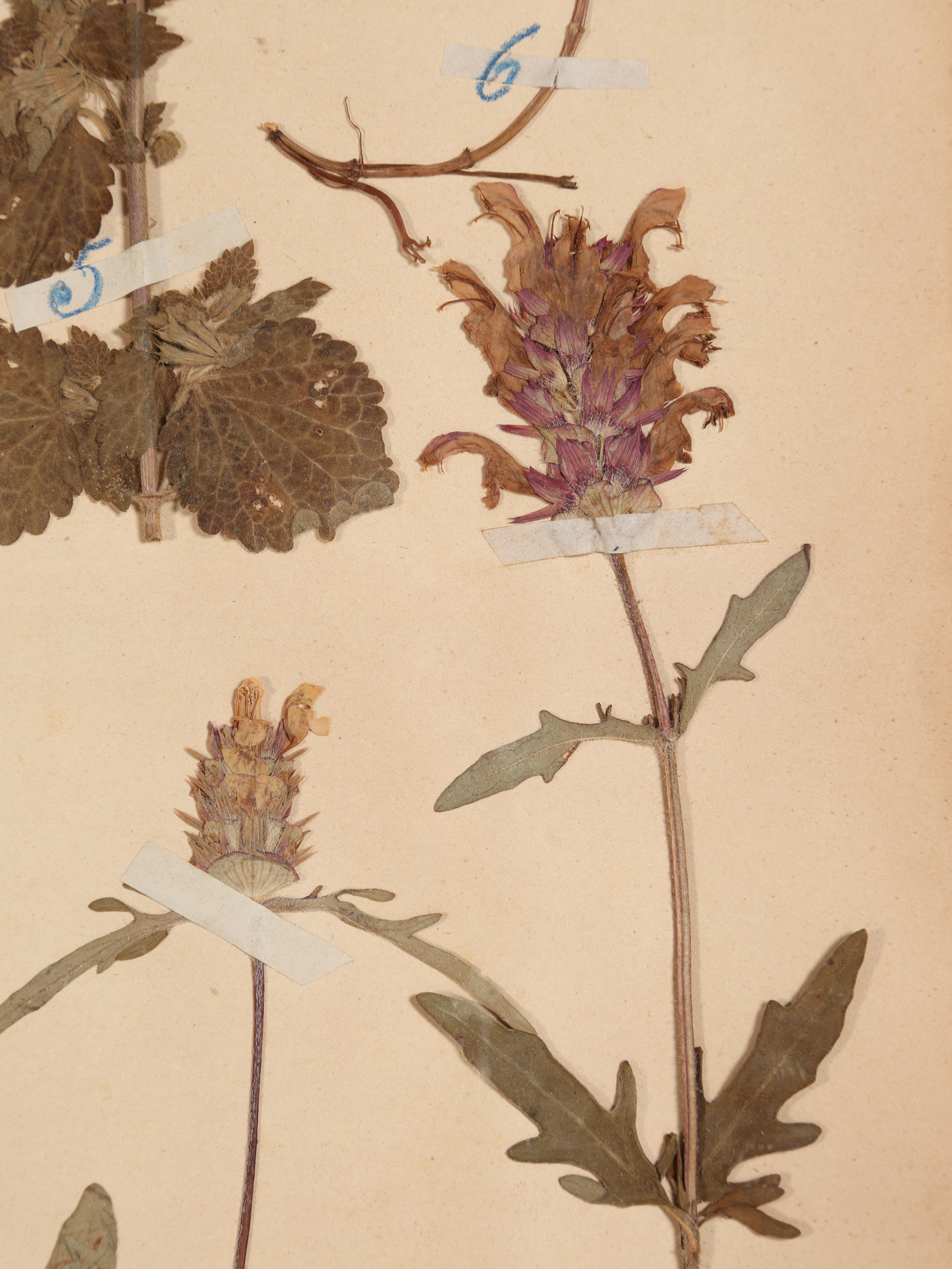 Antique Set of '6' French Botanicals Found in a Monastery School Opened in 1892 2