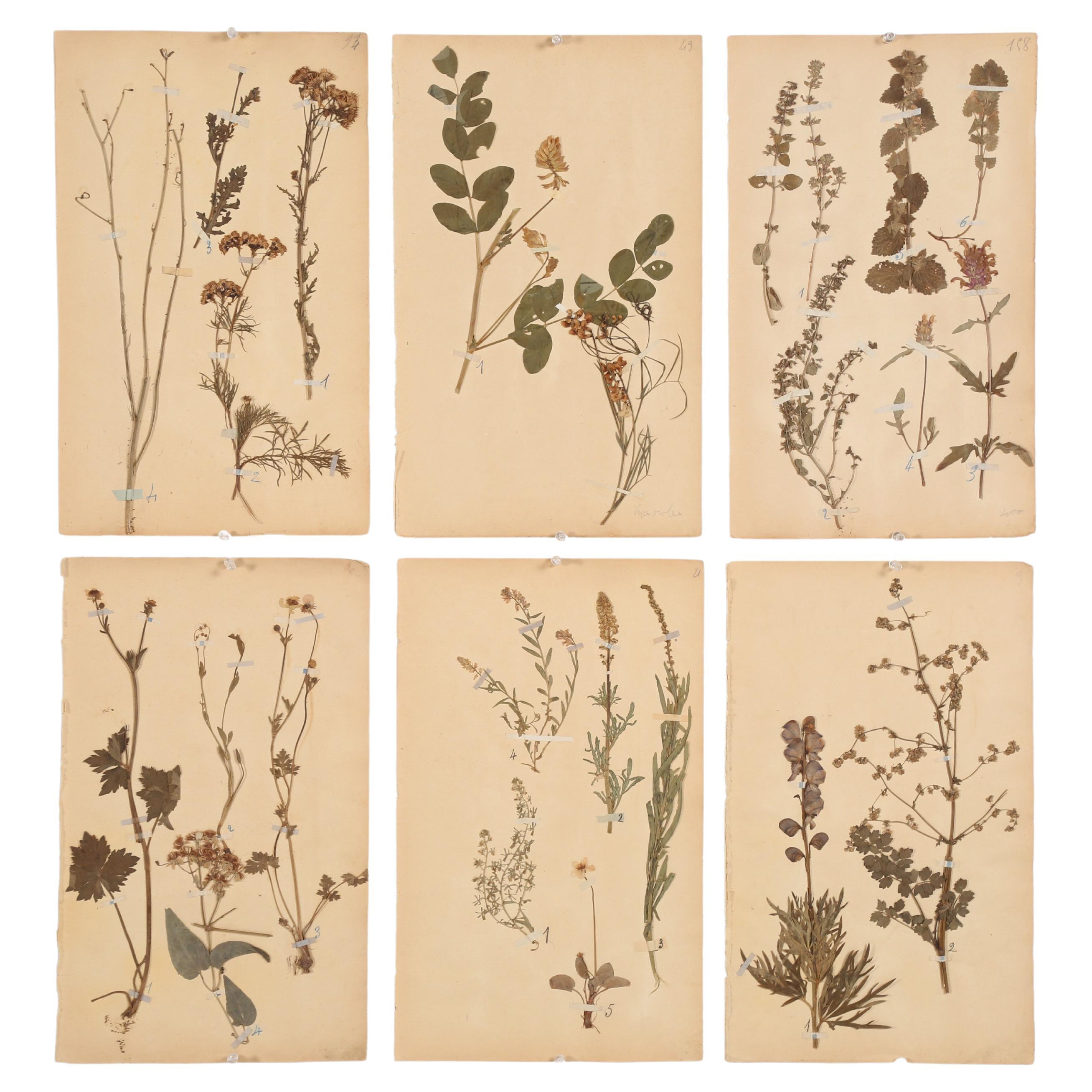 Antique Set of '6' French Botanicals Found in a Monastery School Opened in 1892