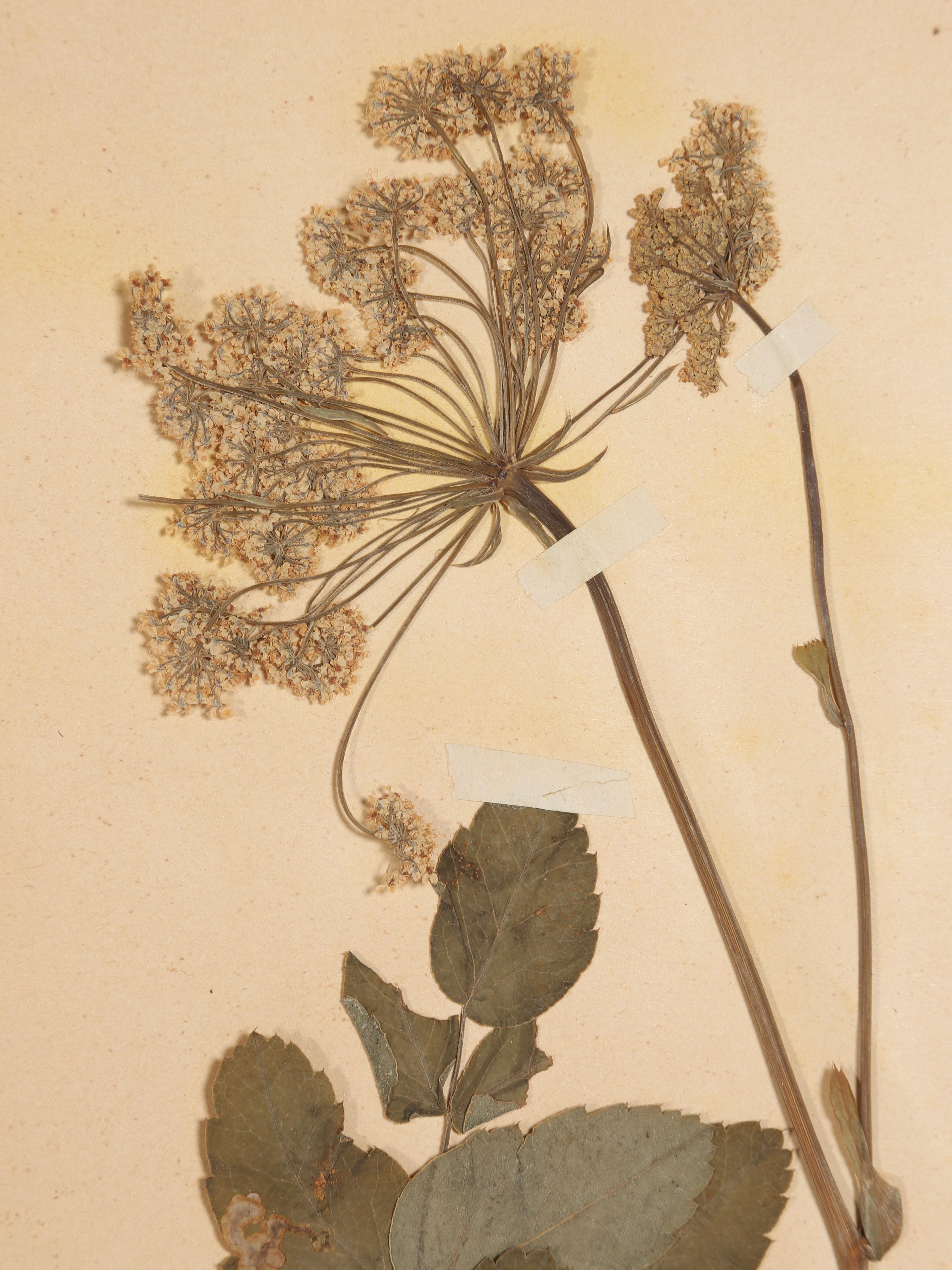 Antique Set of '8' Pressed Botanicals from France c1889 3
