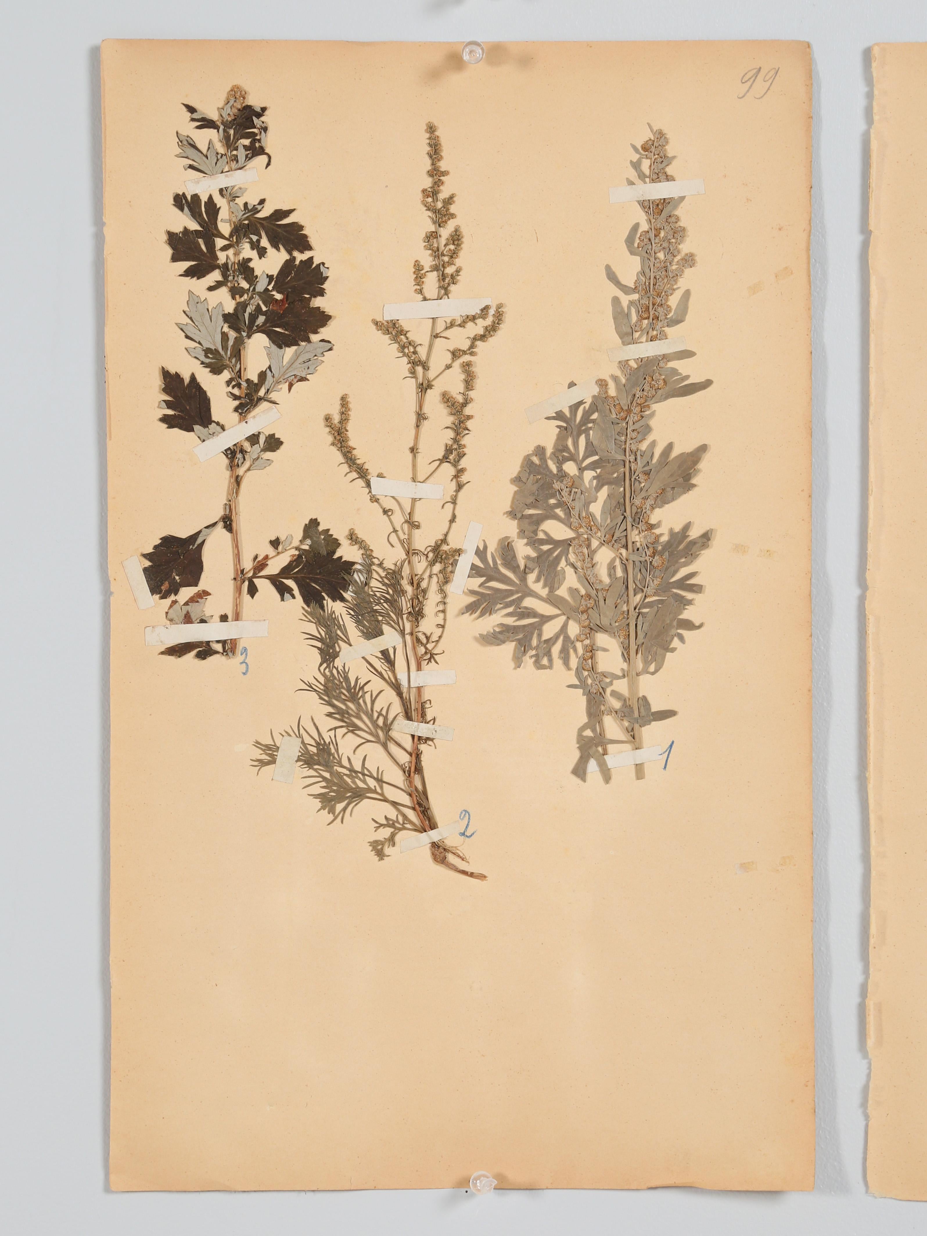 Antique Set of '8' Pressed Botanicals from France c1889 4