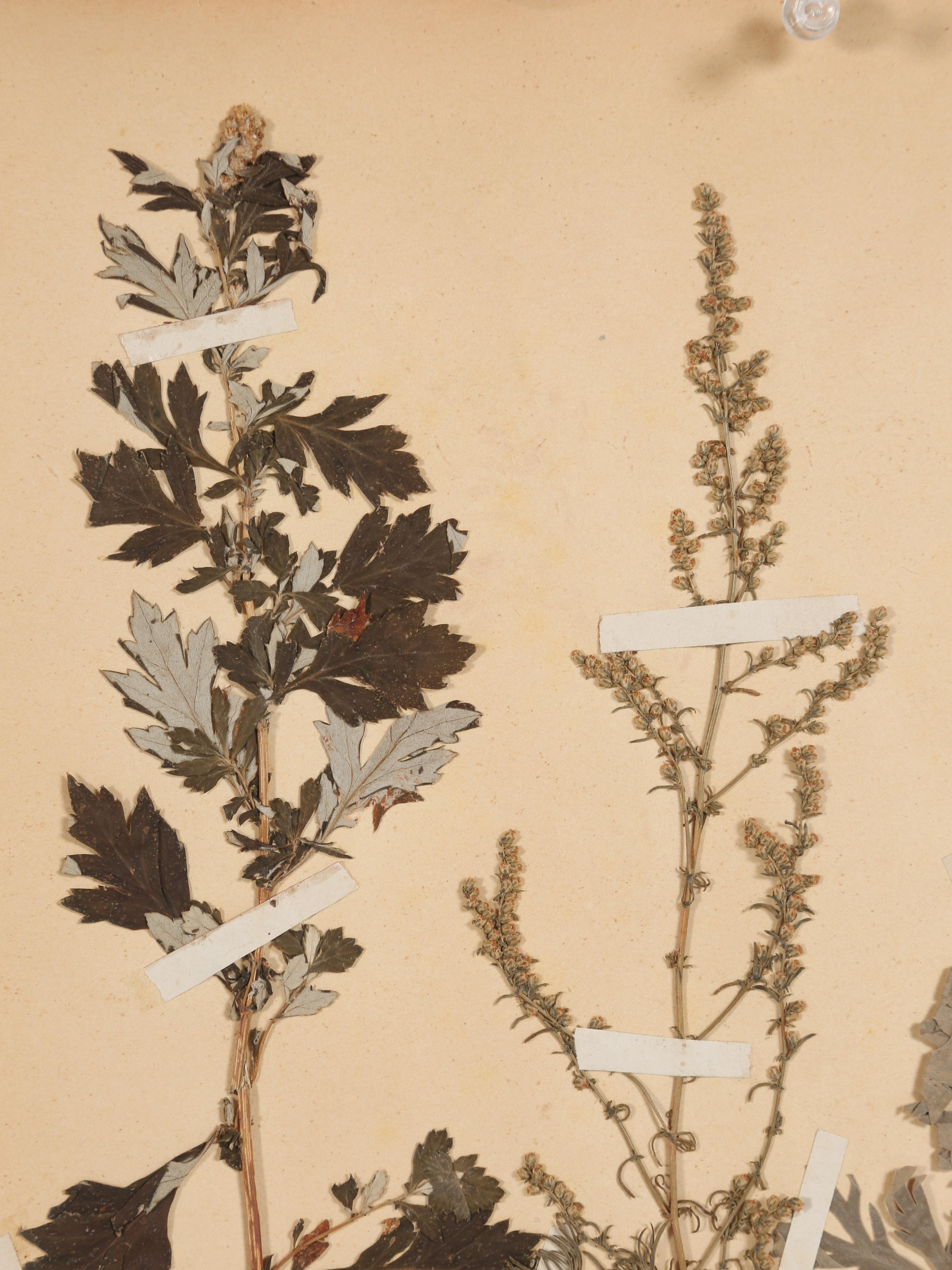 Antique Set of '8' Pressed Botanicals from France c1889 5