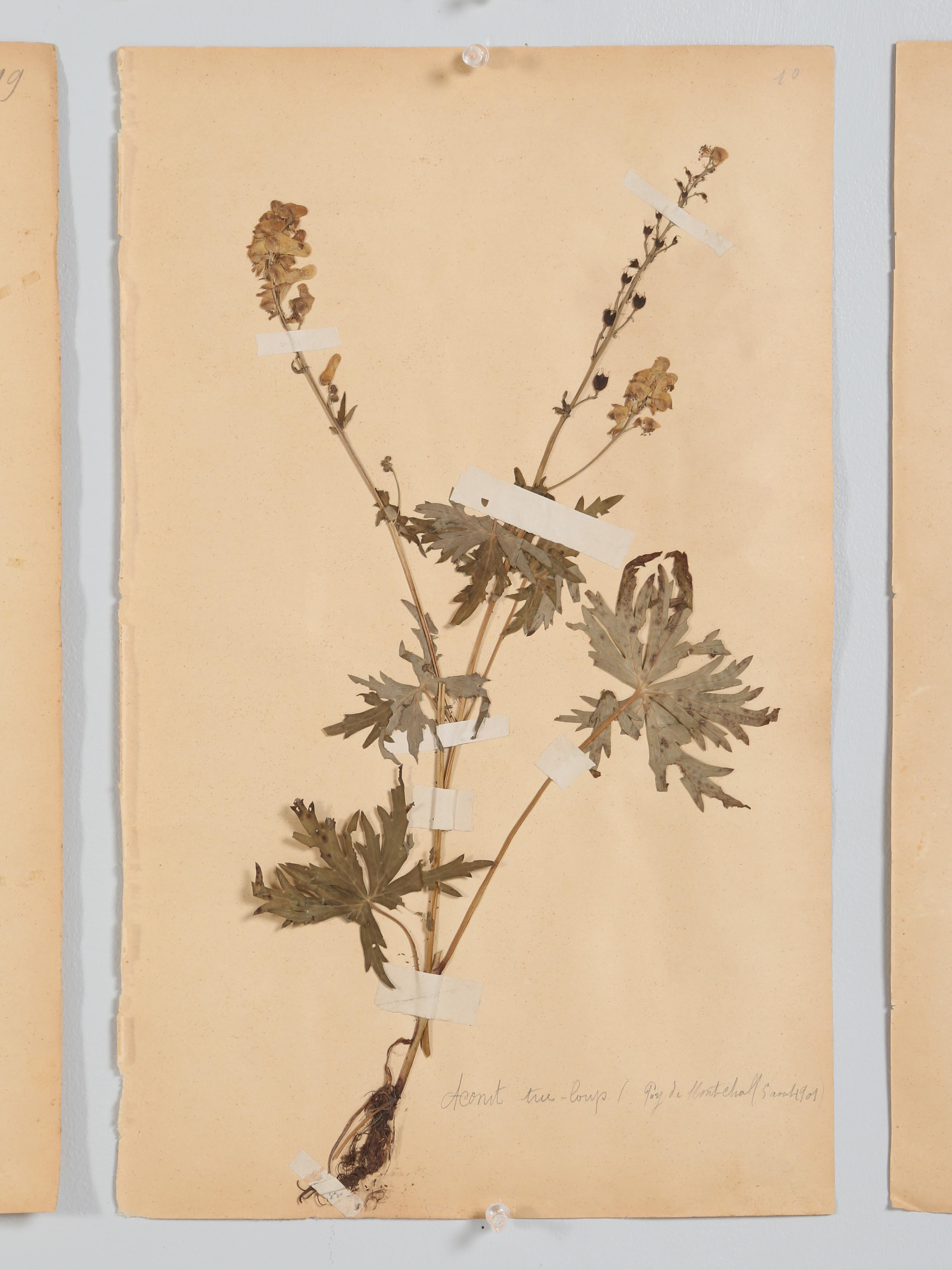 Antique Set of '8' Pressed Botanicals from France c1889 6