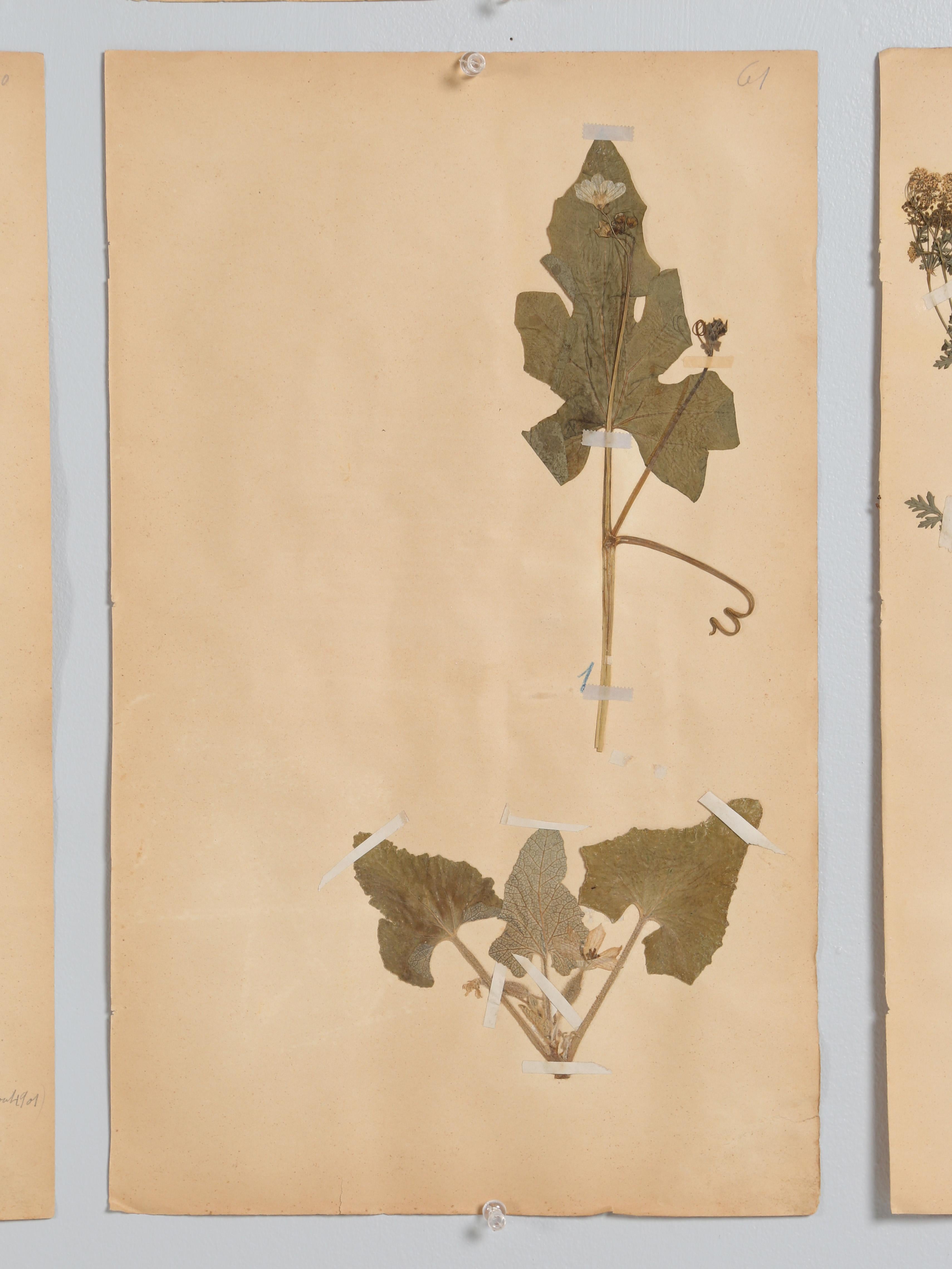 Antique Set of '8' Pressed Botanicals from France c1889 8
