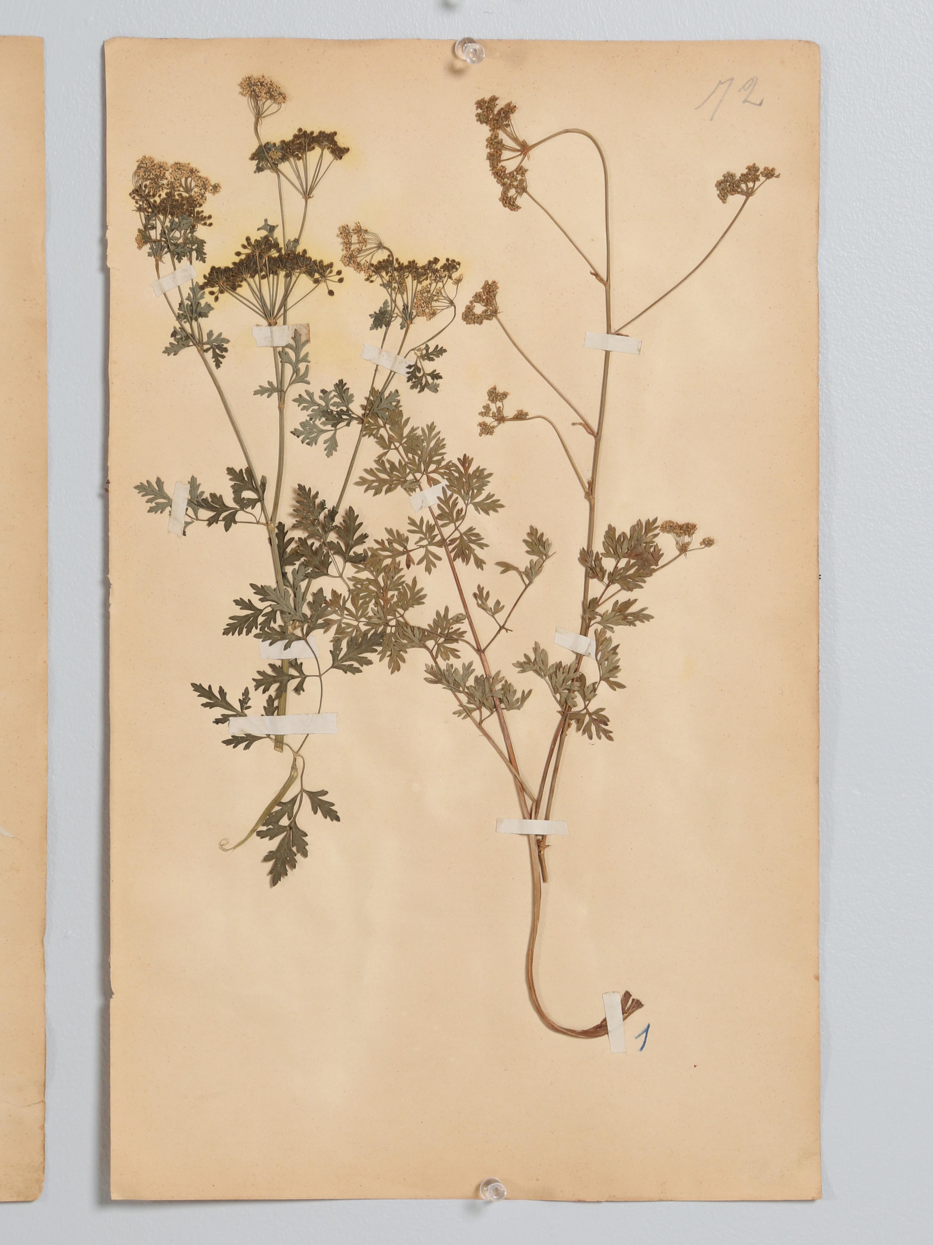 Antique Set of '8' Pressed Botanicals from France c1889 10