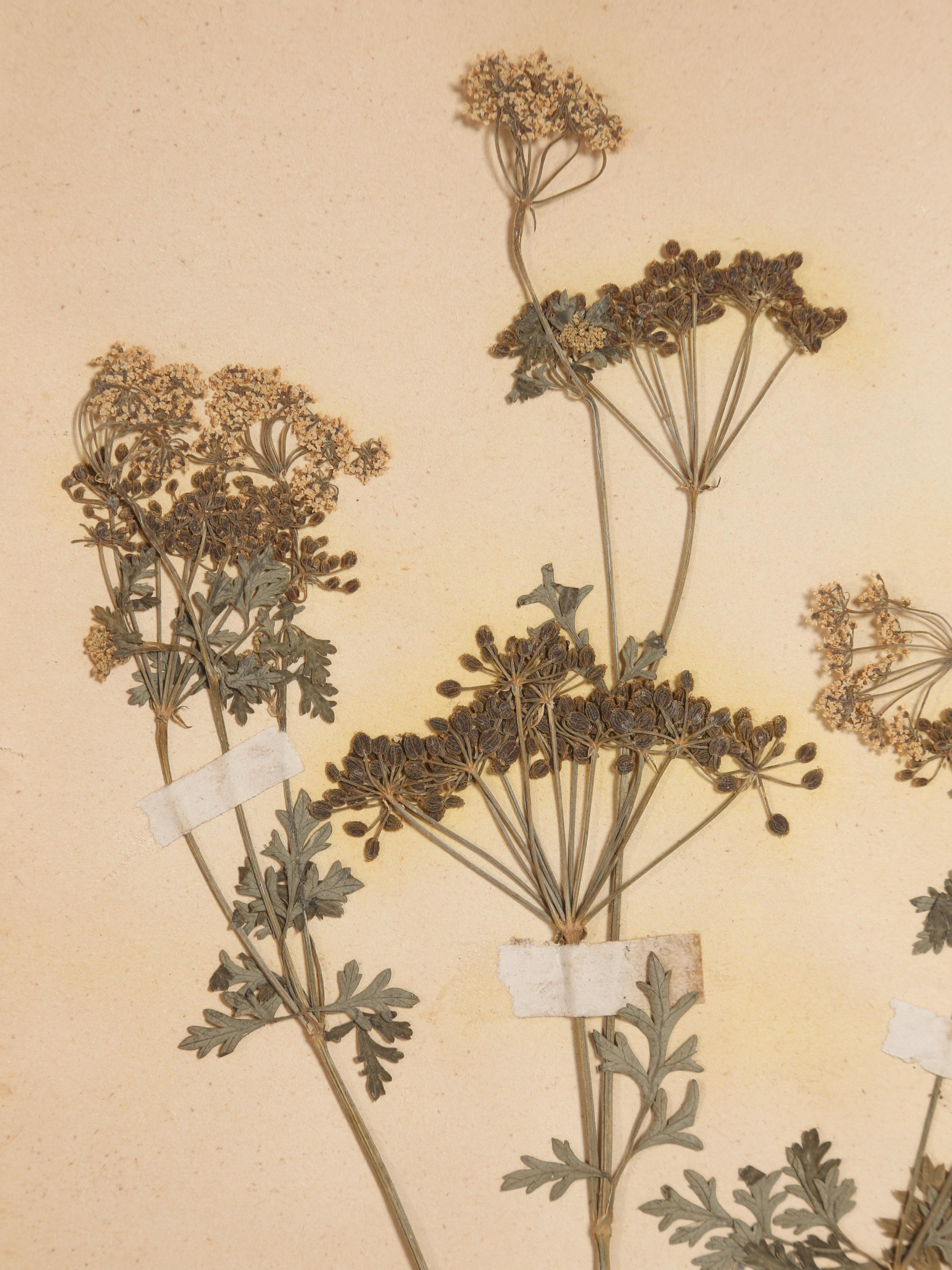 Antique Set of '8' Pressed Botanicals from France c1889 11