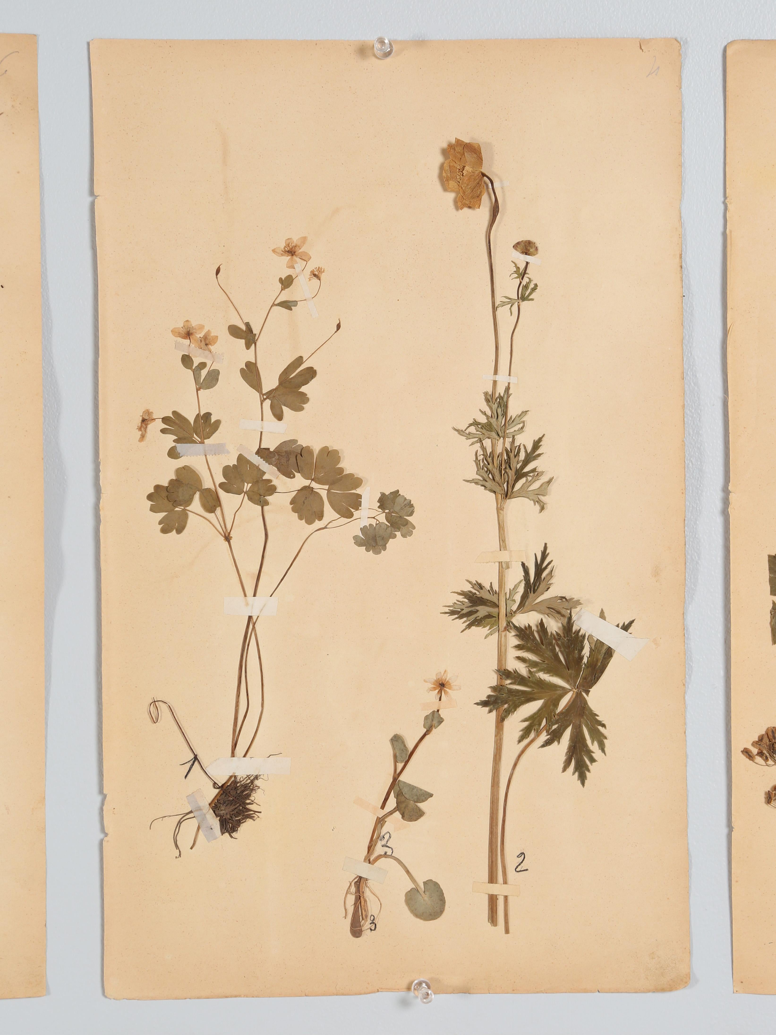 Other Antique Set of '8' Pressed Botanicals from France c1889