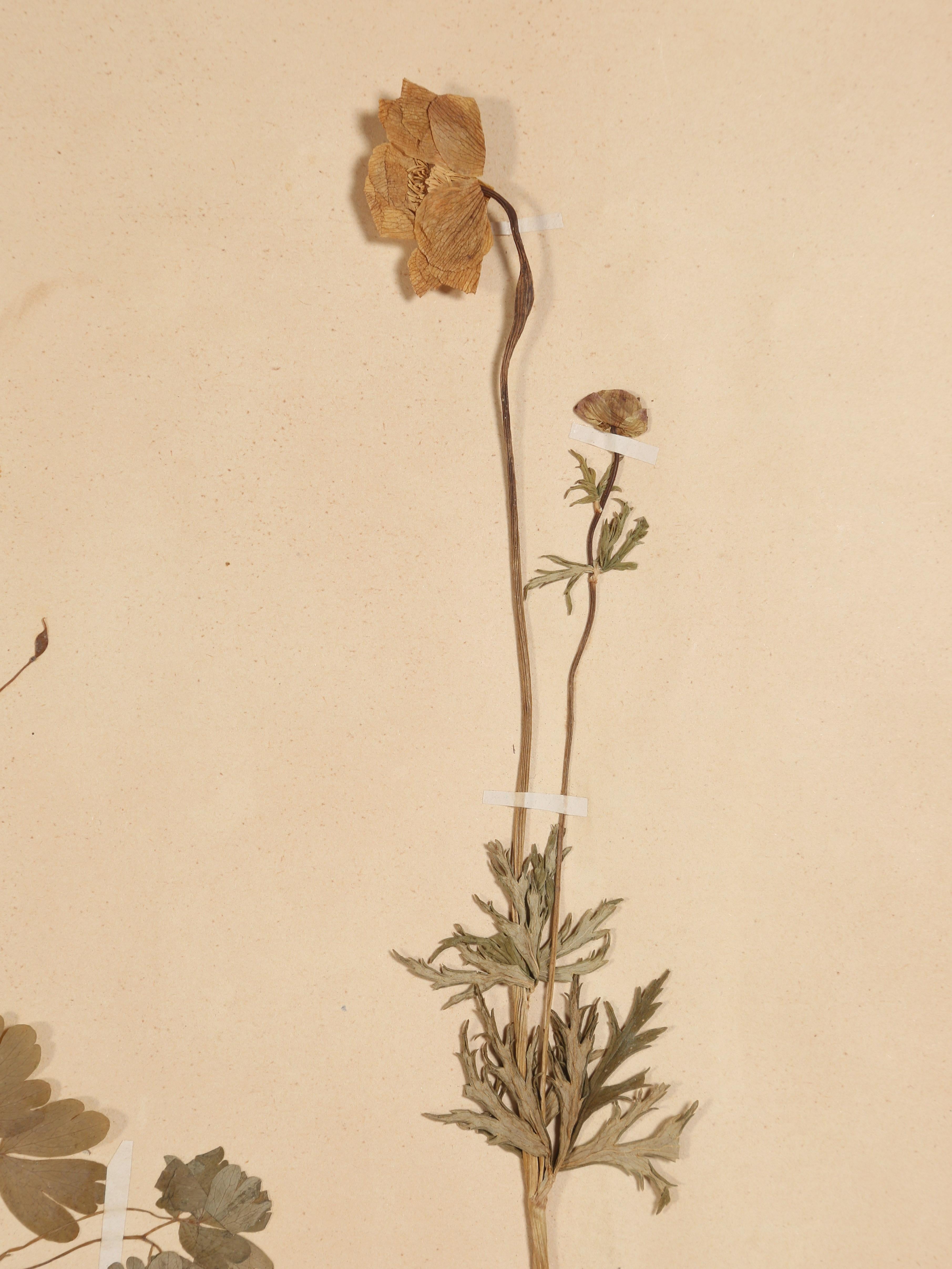Antique Set of '8' Pressed Botanicals from France c1889 1