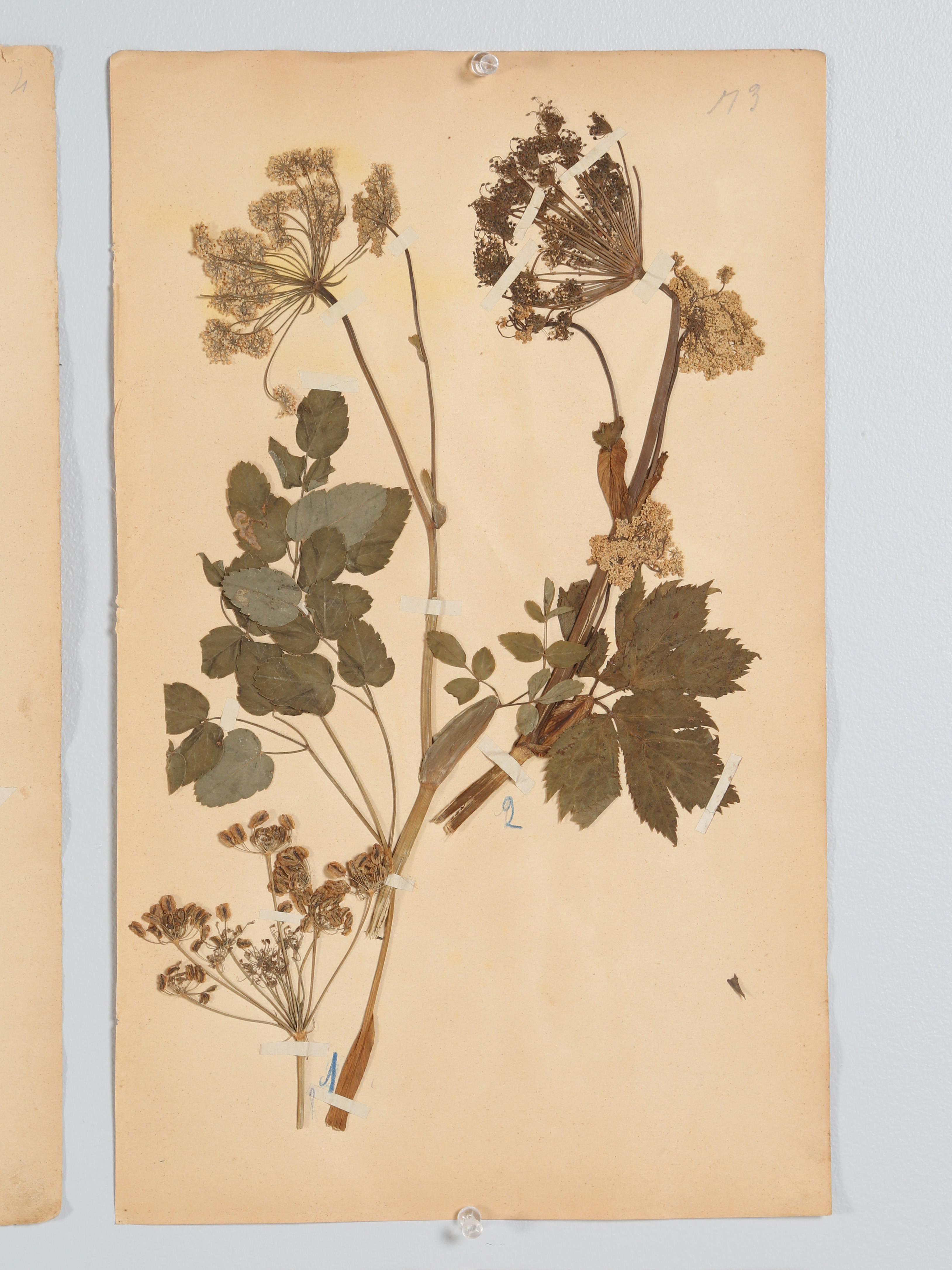 Antique Set of '8' Pressed Botanicals from France c1889 2