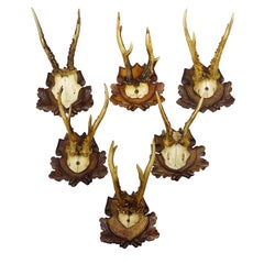 Antique Set of Black Forest Roe Deer Trophies, Germany ca. 1890s/1900s