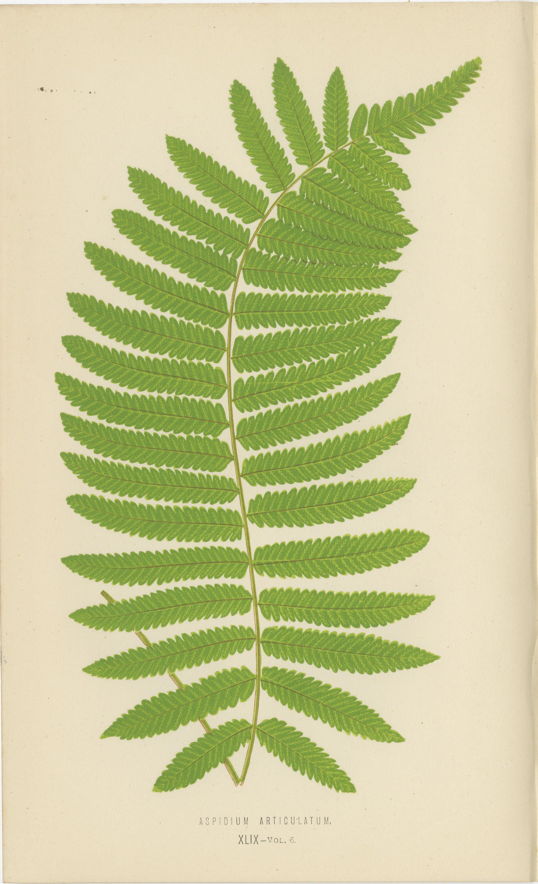 Titel: Antiker Satz von zwei botanischen Farndrucken von E.J. Lowe (1868) - Aspidium Articulatum und Aspidium Coadunatum

Beschreibung:
Dieser seltene und schöne Satz von zwei originalen botanischen Farndrucken wurde von dem bedeutenden britischen
