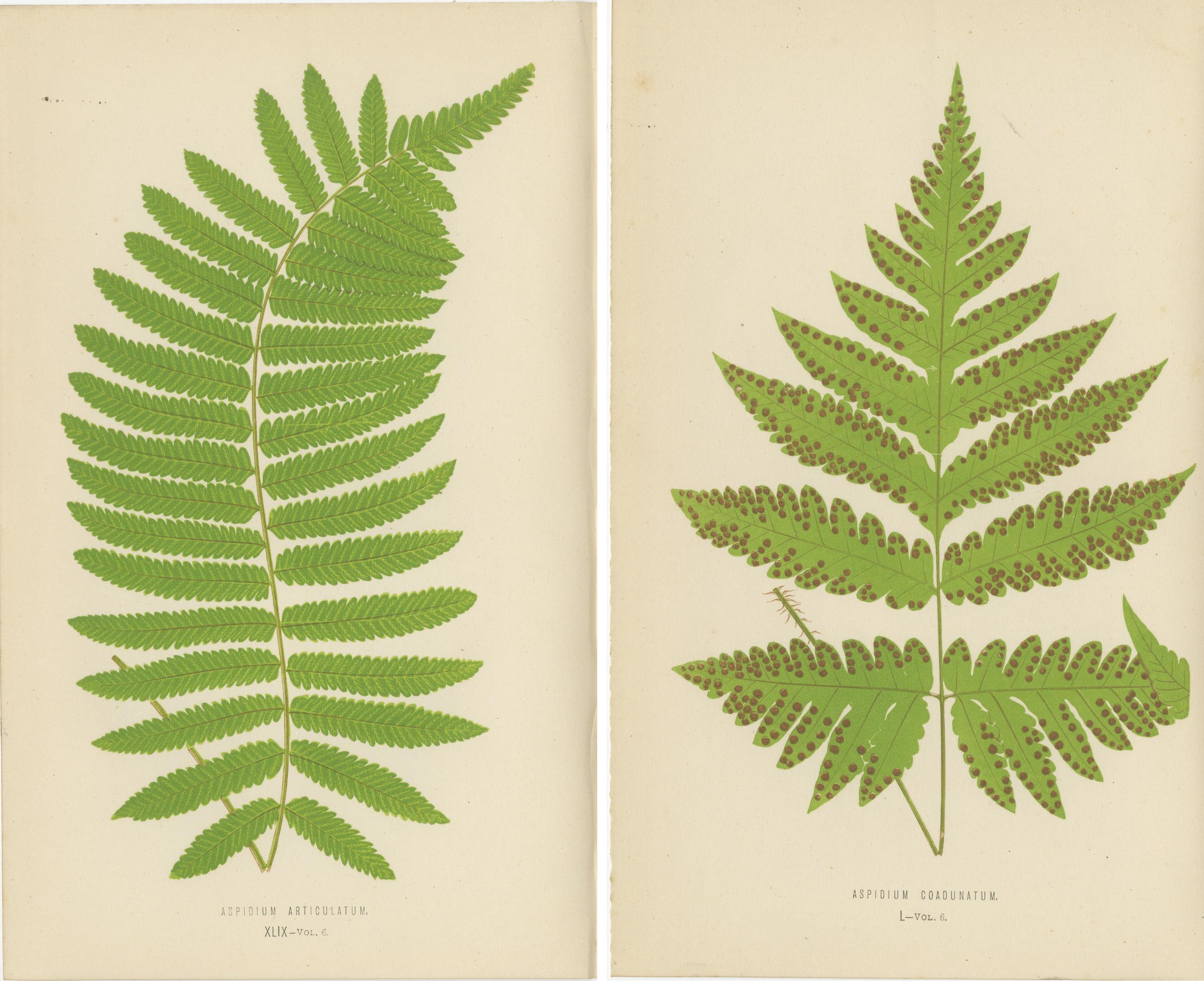 Antiker Satz botanischer Farndrucke - Aspidium Articulatum & Aspidium Coadunatum (Mittleres 19. Jahrhundert) im Angebot