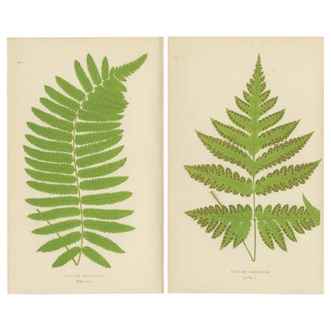 Antique Set of Botanical Fern Prints– Aspidium Articulatum & Aspidium Coadunatum