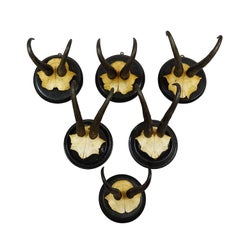 Antique Set of Six Chamois Trophies on Turned Plaques, Germany ca. 1900