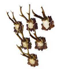 Antique Set of Six Roe Deer Trophies on Carved Plaques Germany ca. 1890s/1900s