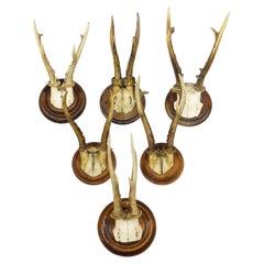 Conjunto antiguo de seis trofeos de corzo sobre placas torneadas Alemania ca. 1900