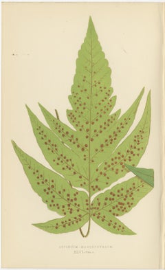 Antique Set of Three Botanical Fern Prints by E.J. Lowe (1868) – Aspidium Series