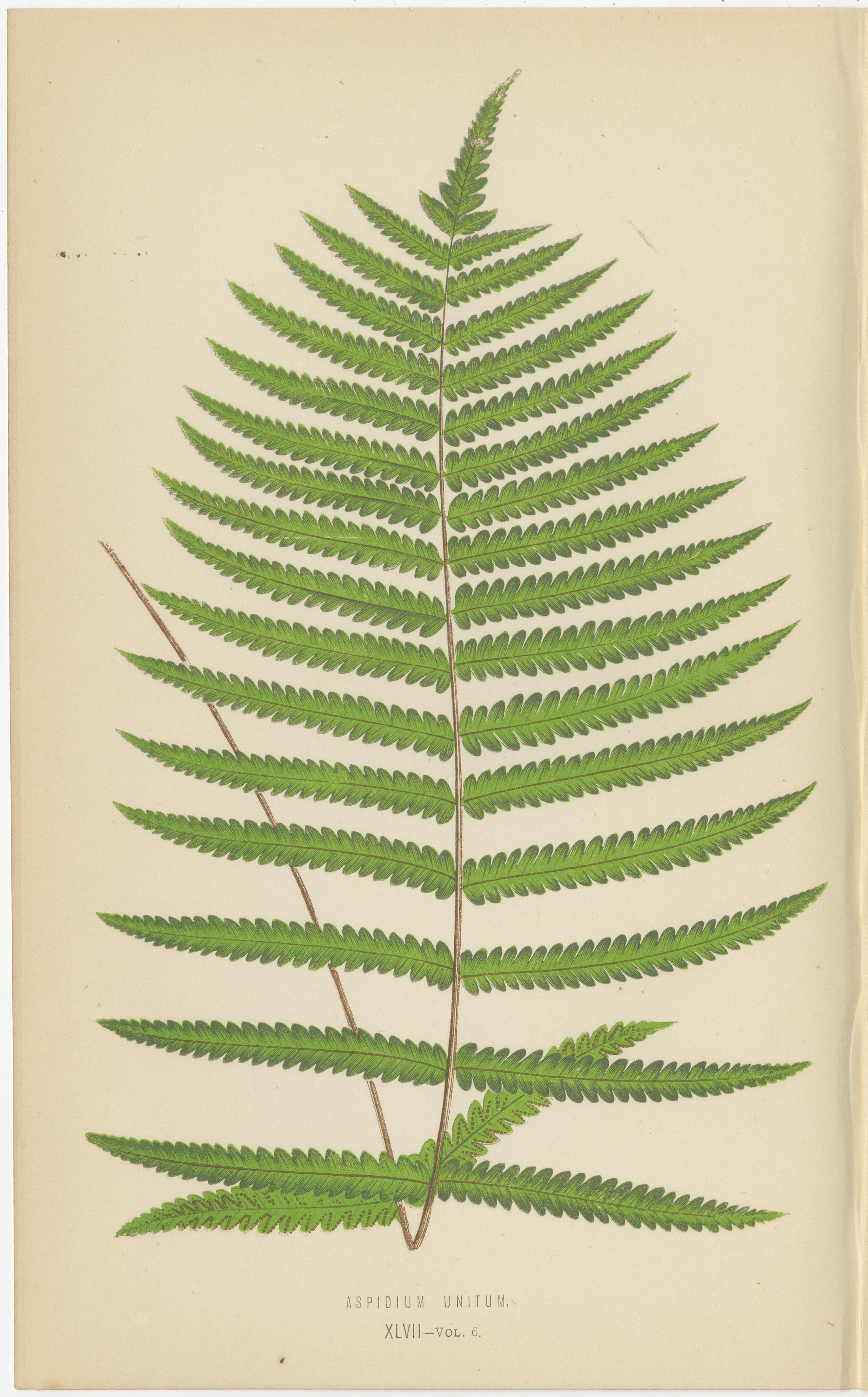 Antique Set of Three Botanical Fern Prints by E.J. Lowe (1868) – Aspidium Series In Good Condition For Sale In Langweer, NL