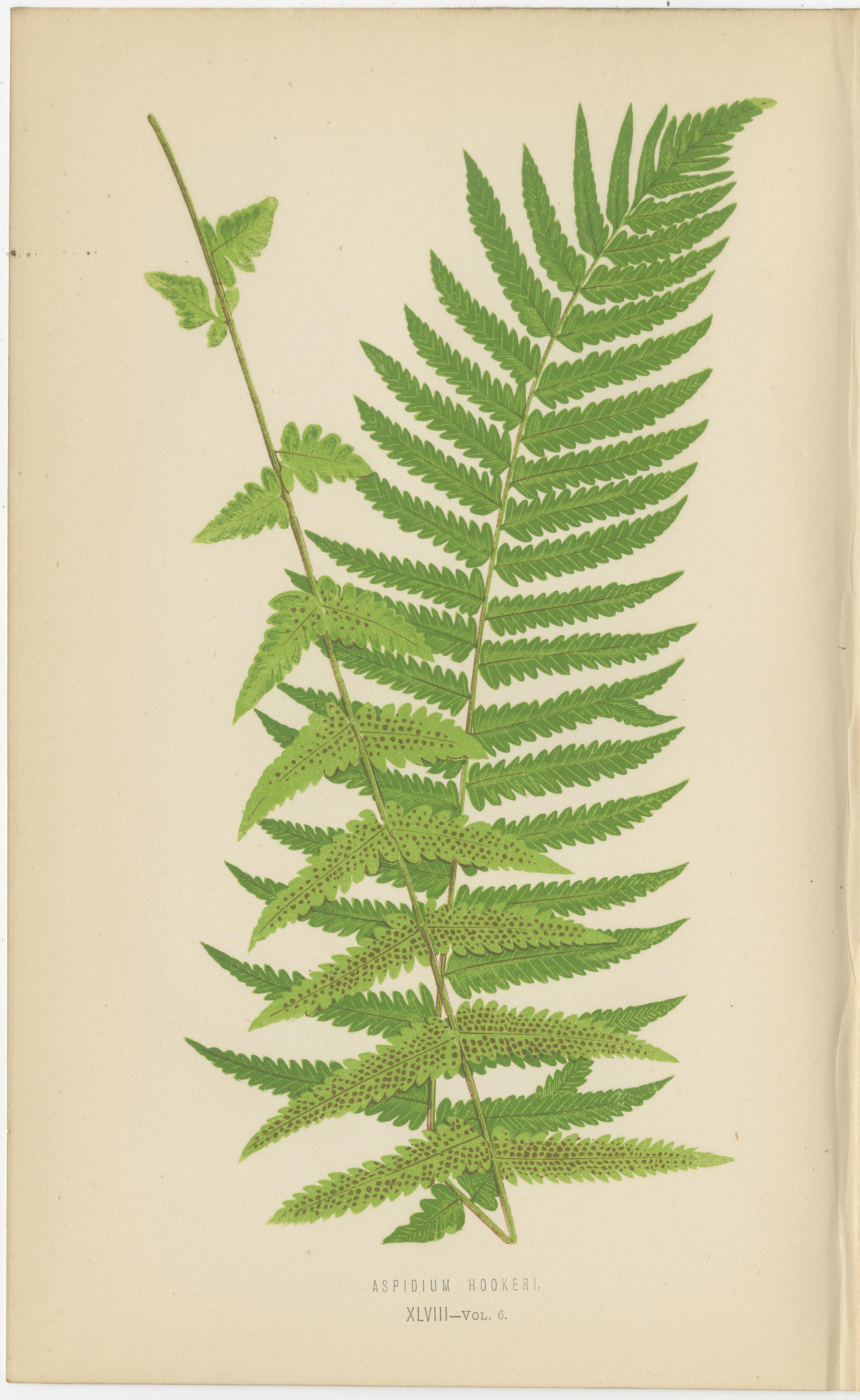 Mid-19th Century Antique Set of Three Botanical Fern Prints by E.J. Lowe (1868) – Aspidium Series For Sale