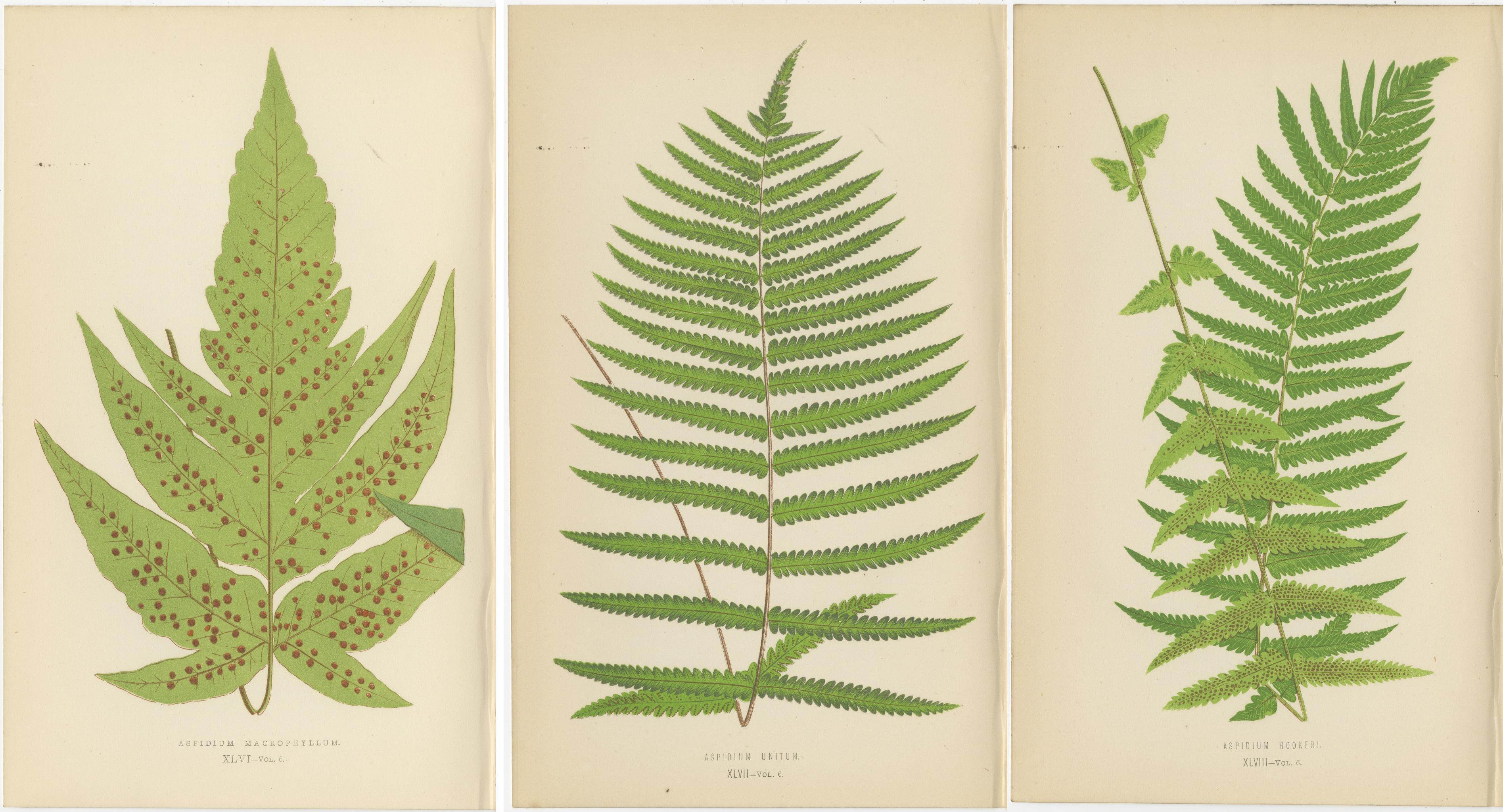 Paper Antique Set of Three Botanical Fern Prints by E.J. Lowe (1868) – Aspidium Series For Sale