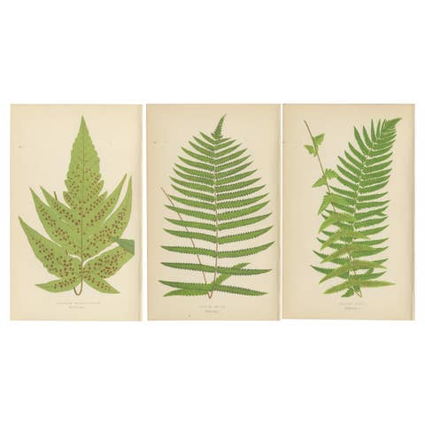 Antique Set of Three Botanical Fern Prints by E.J. Lowe (1868) – Aspidium Series