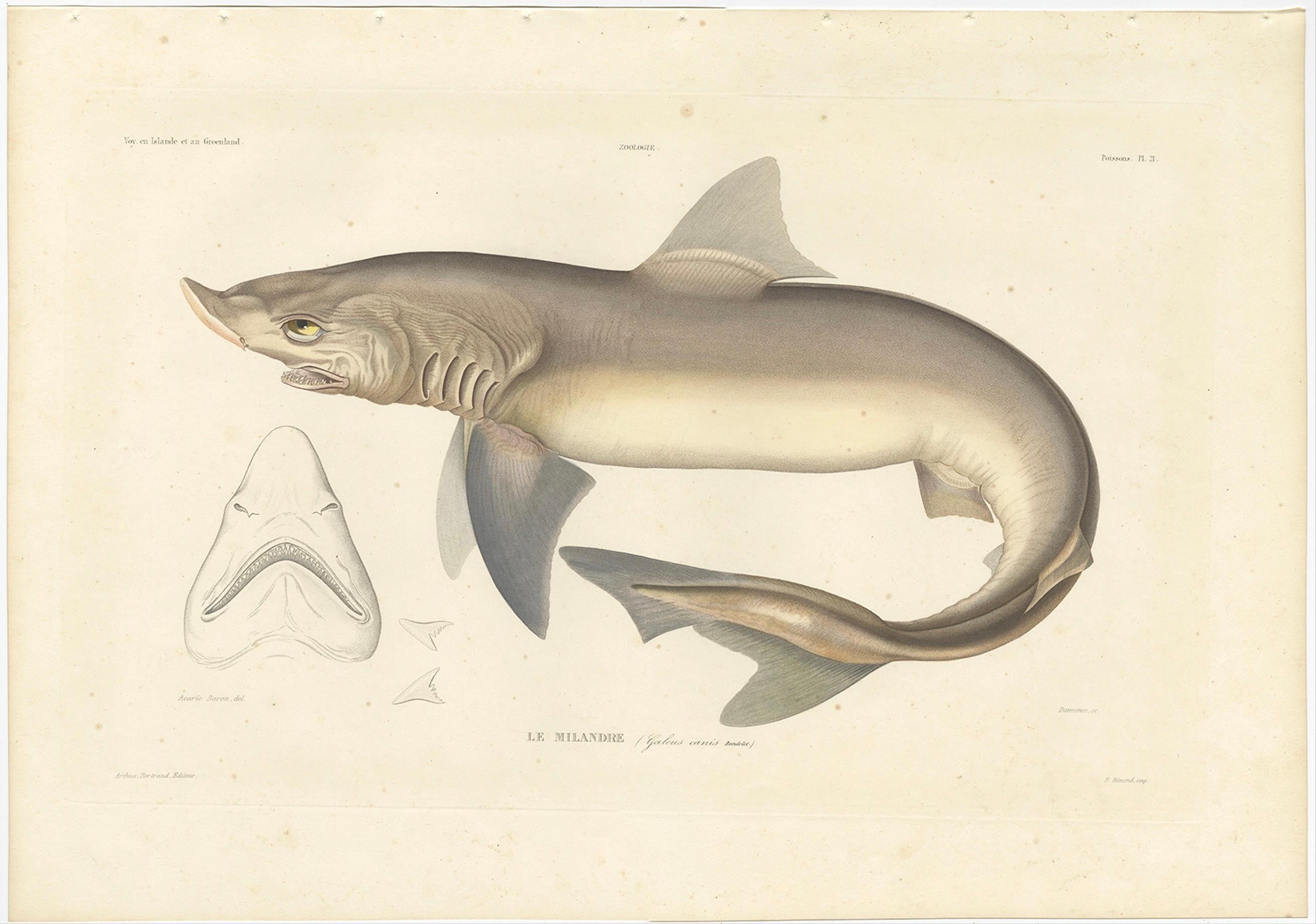 Antique Print of the Tope Shark (*Galeus canis major*) – French Arctic Voyage, 1845

This rare and beautifully hand-colored lithograph features Le Milandre (Galeus canis major), now commonly identified with the tope shark (Galeorhinus galeus), a