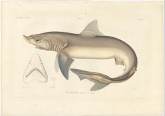 Antique Shark Illustration – Tope Shark from Iceland-Greenland Voyage, 1845