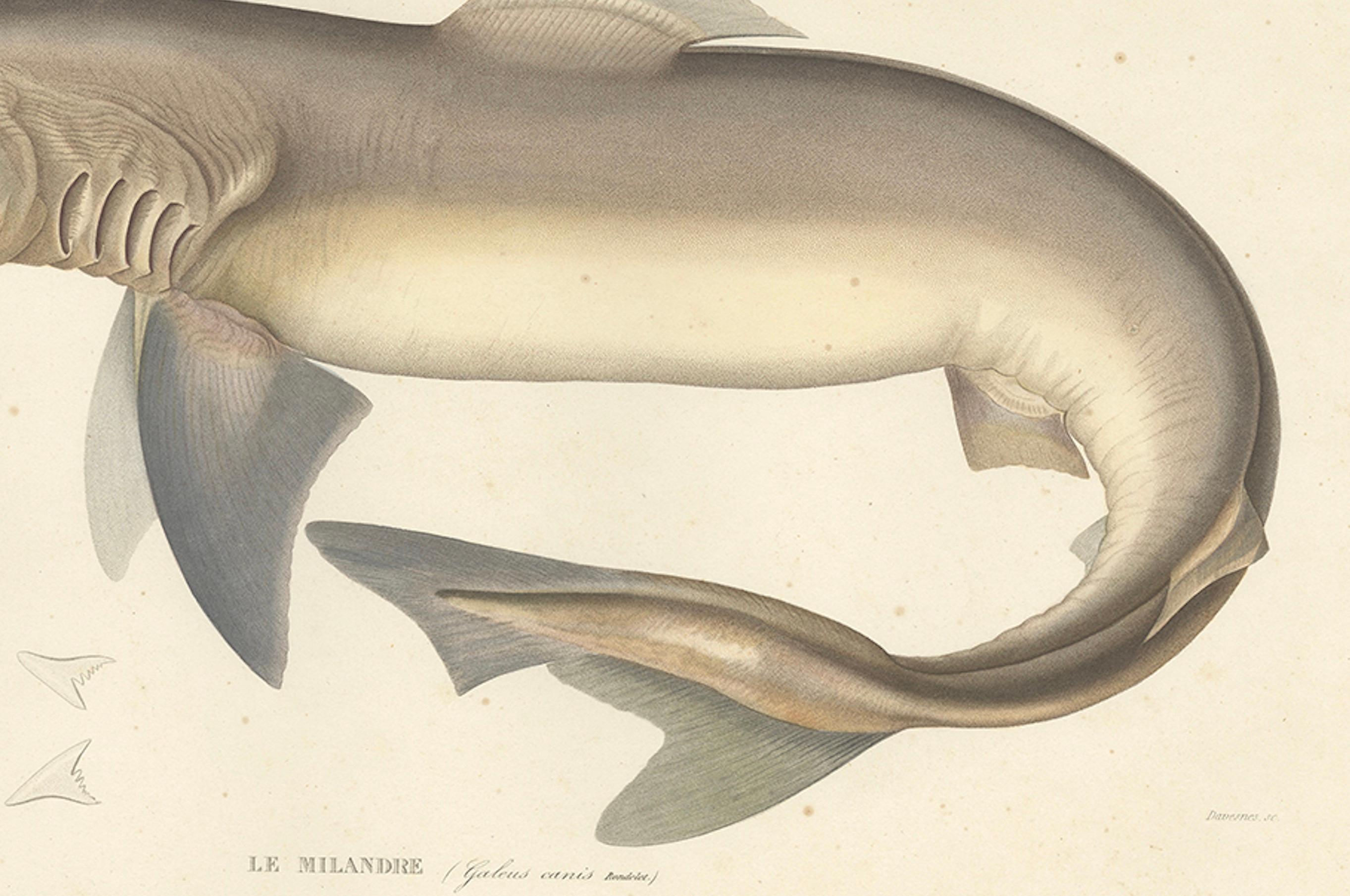 French Antique Shark Illustration – Tope Shark from Iceland-Greenland Voyage, 1845 For Sale