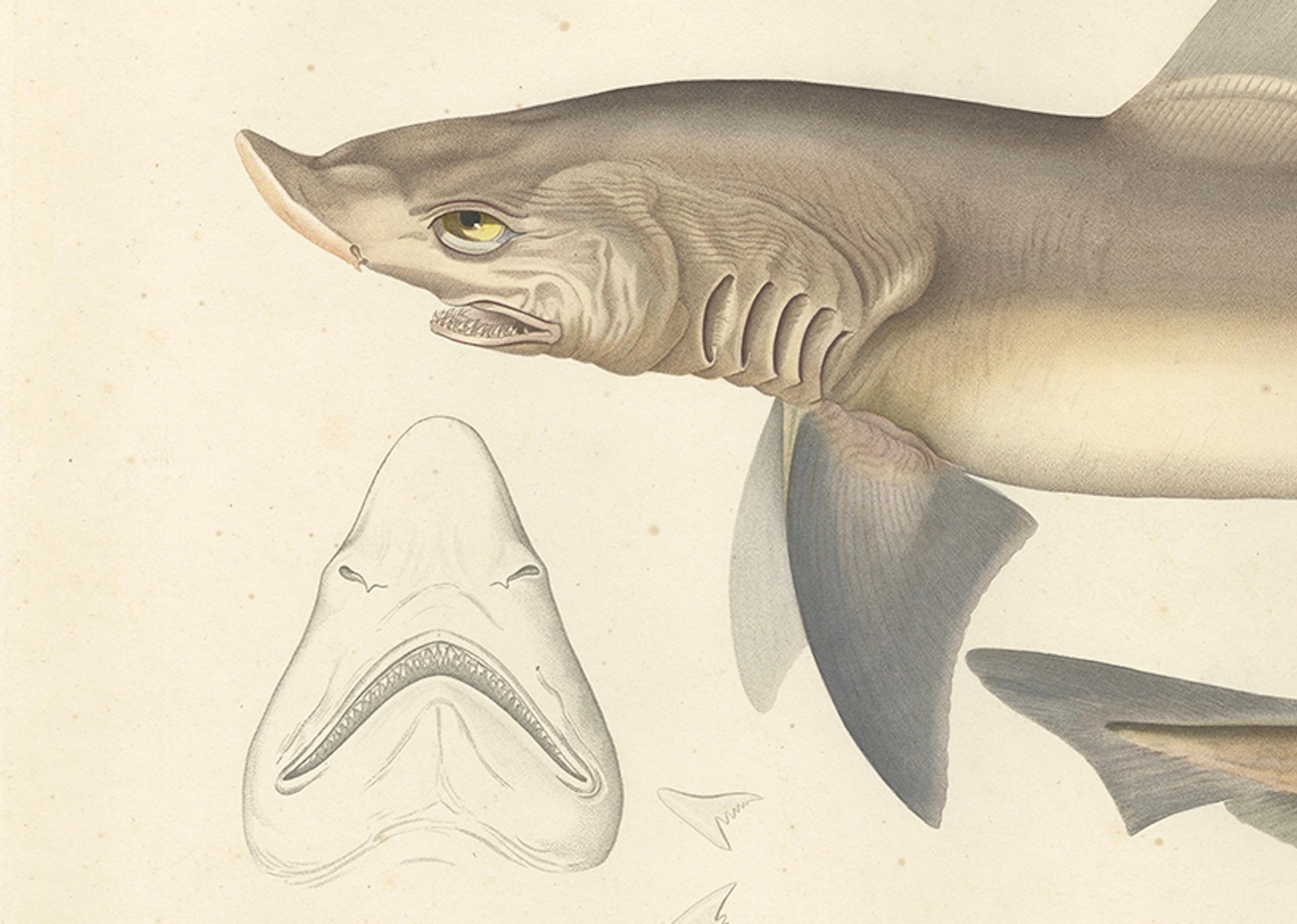 Antique Shark Illustration – Tope Shark from Iceland-Greenland Voyage, 1845 In Good Condition For Sale In Langweer, NL