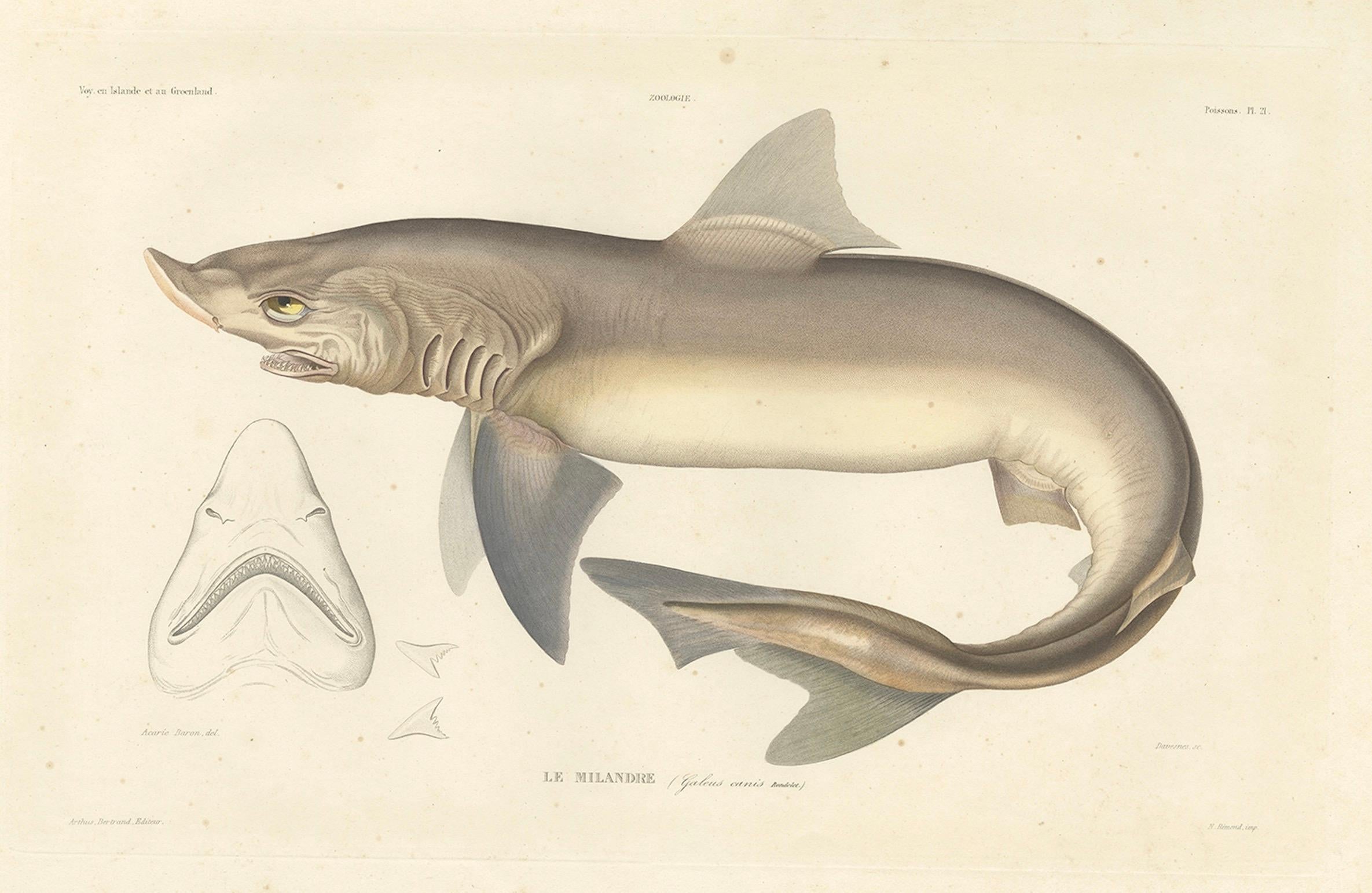19th Century Antique Shark Illustration – Tope Shark from Iceland-Greenland Voyage, 1845 For Sale