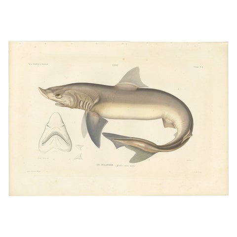 Antique Shark Illustration, Tope Shark from Iceland-Greenland Voyage, 1845