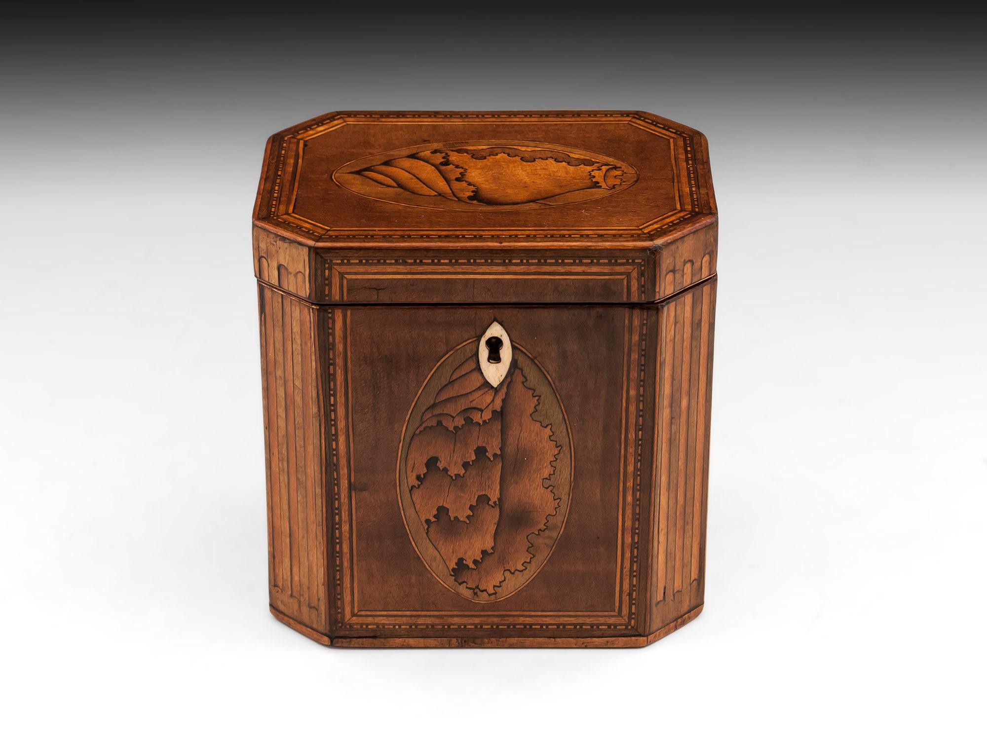 Antique octagonal harewood tea caddy with beautiful inlaid conch shell ovals to the front and top and satinwood ovals to the sides. With fluted boxwood and faded green sycamore cants on all four sides and bone diamond shape escutcheon. 

The