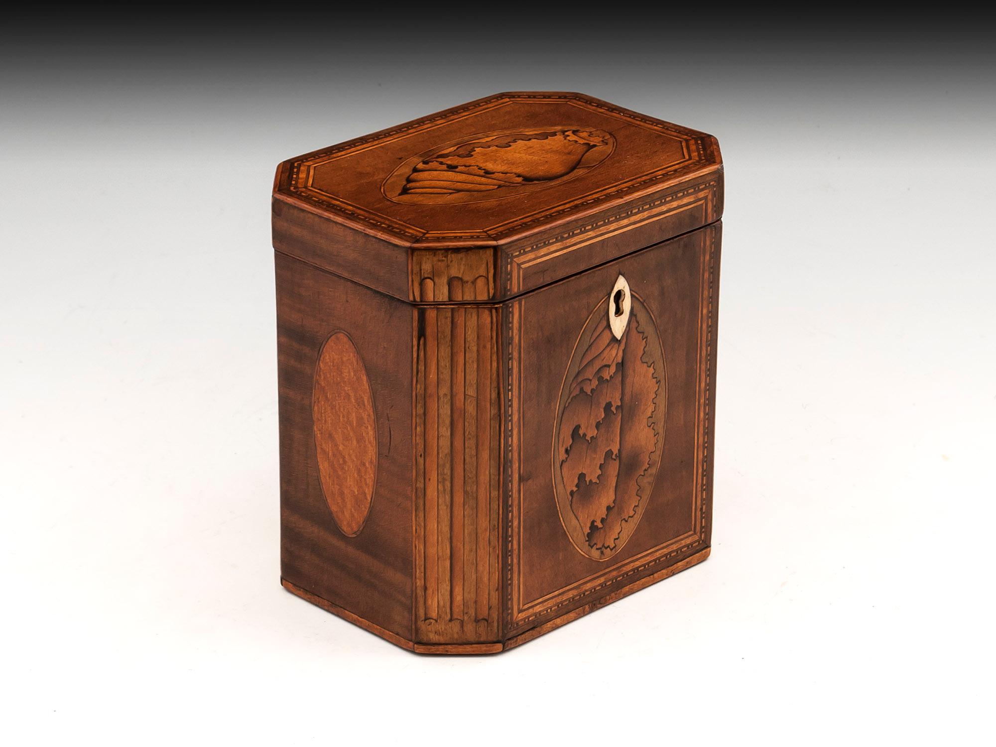 Antique Shell Inlaid Harewood Tea Caddy, 18th Century In Good Condition In Northampton, United Kingdom