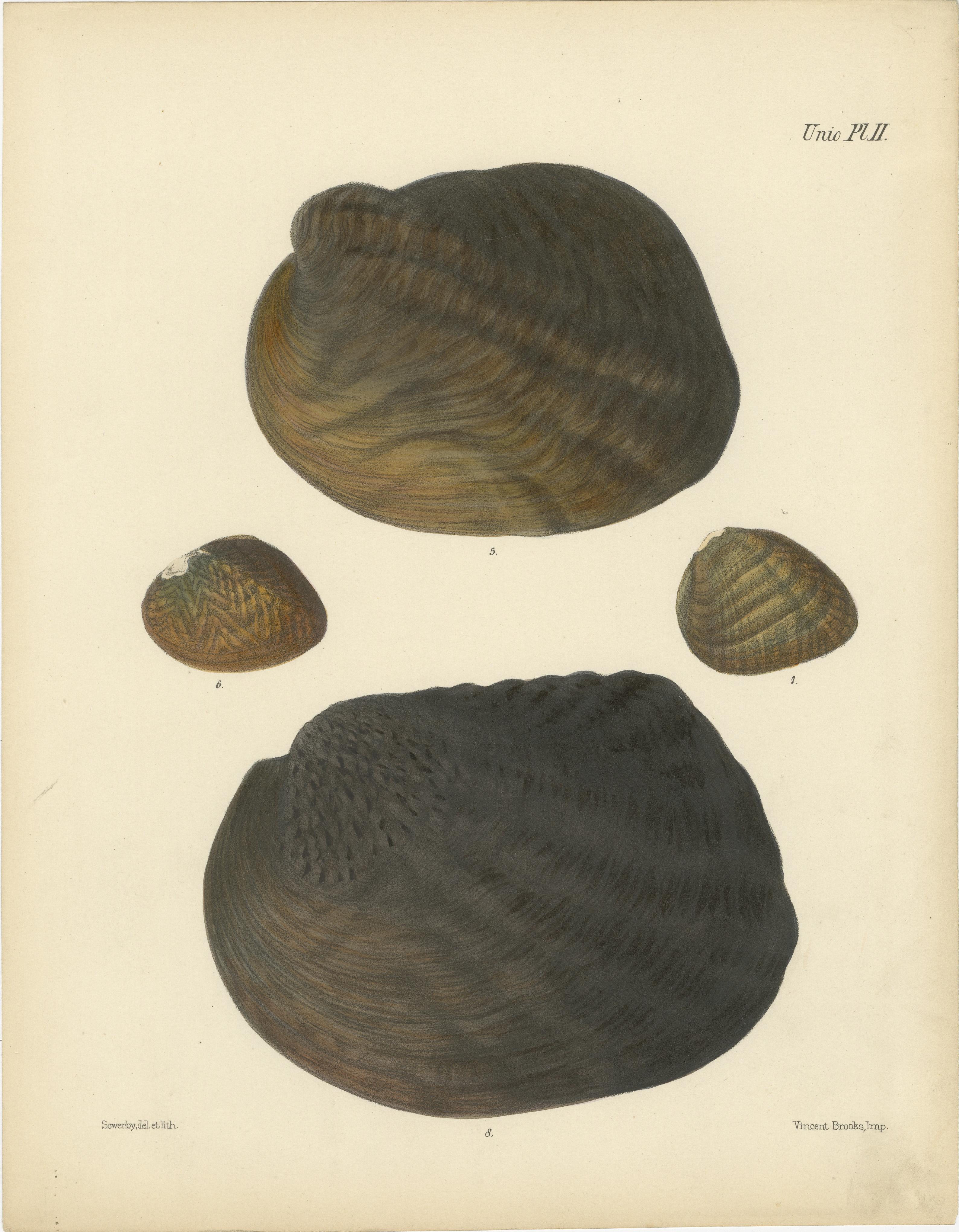 Antike Muschellithographien 