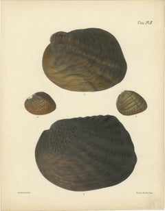 Antique Shell Lithographs “Unio” – Hand-Colored Plates by Sowerby, 1842