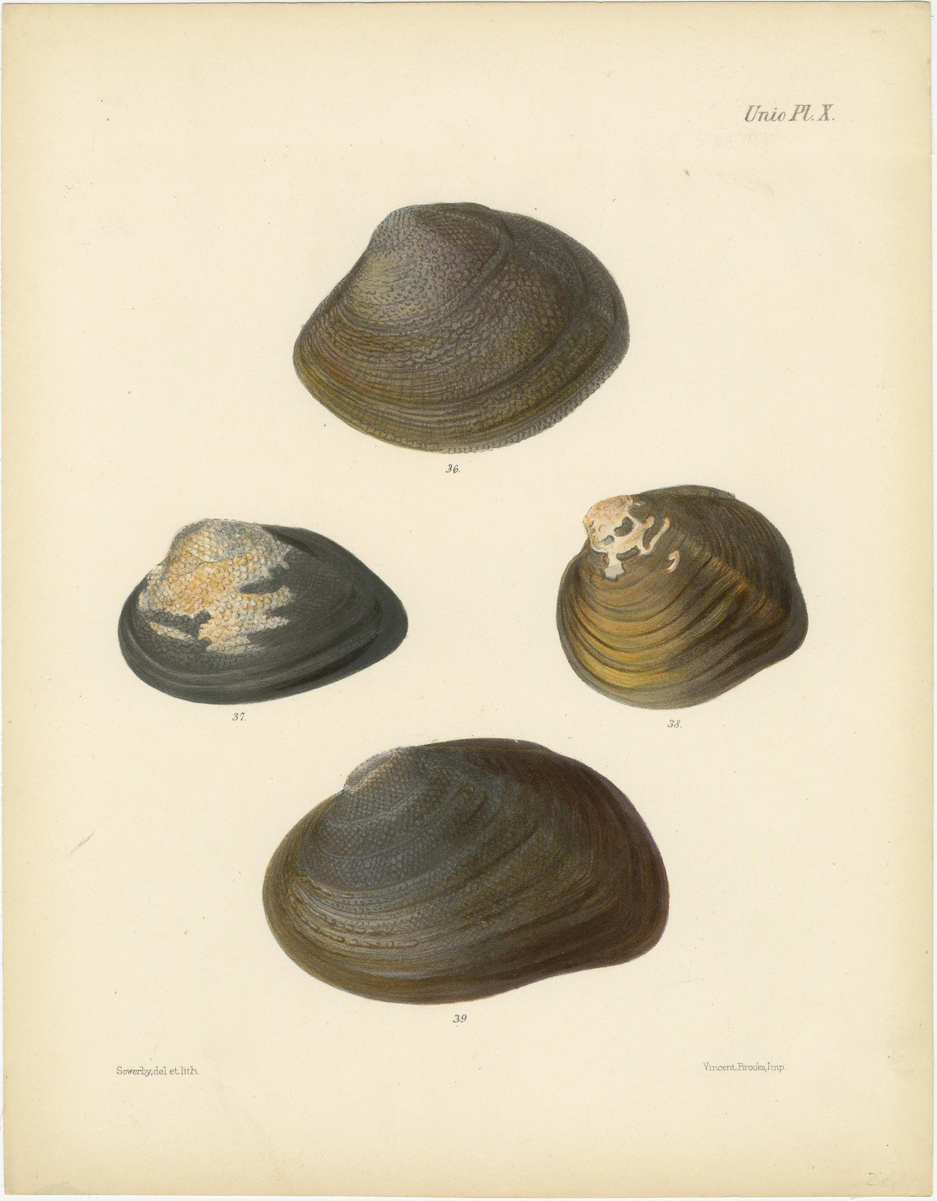Antike Muschellithographien 