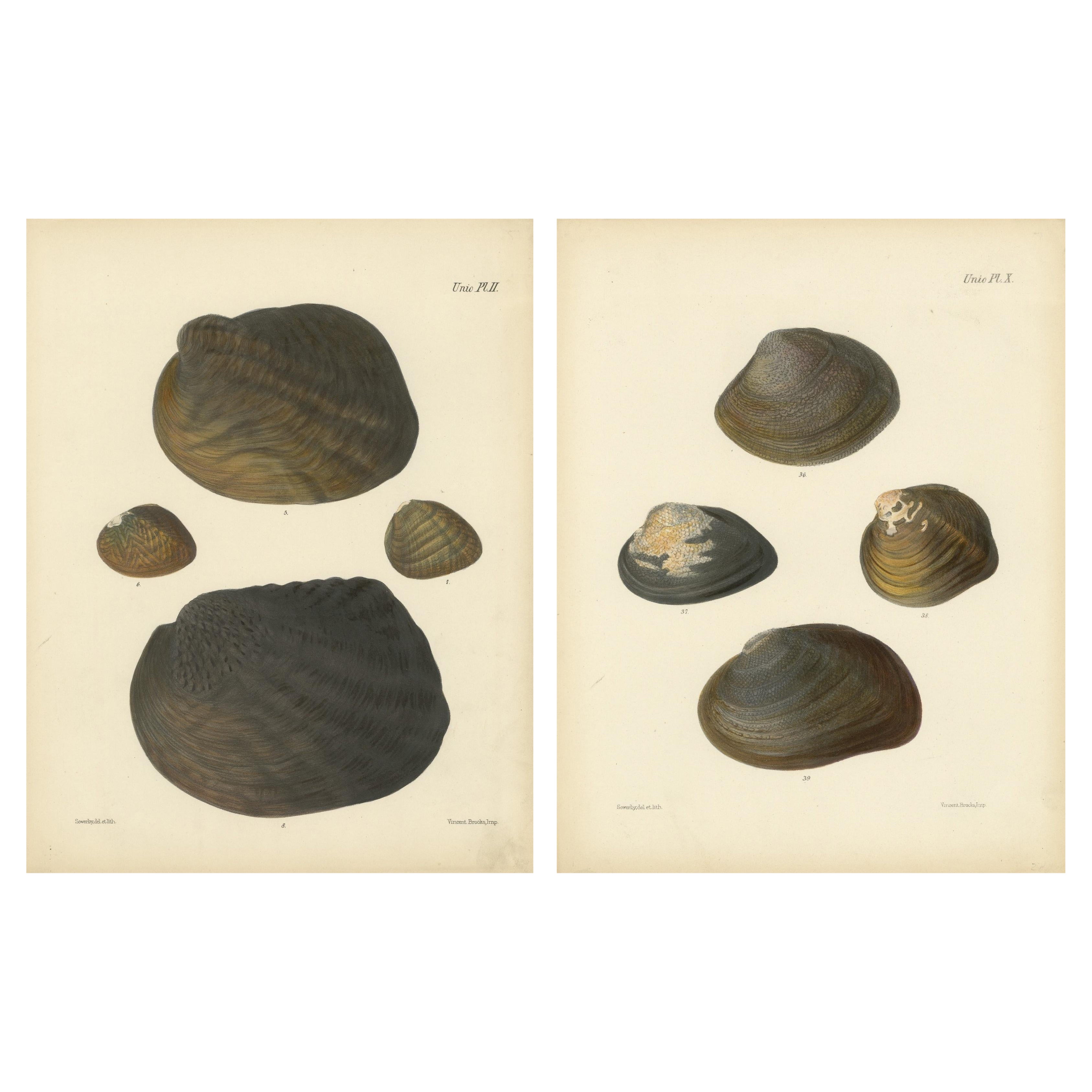 Antike Muschellithographien "Unio" - Handkolorierte Tafeln von Sowerby, 1842 im Angebot