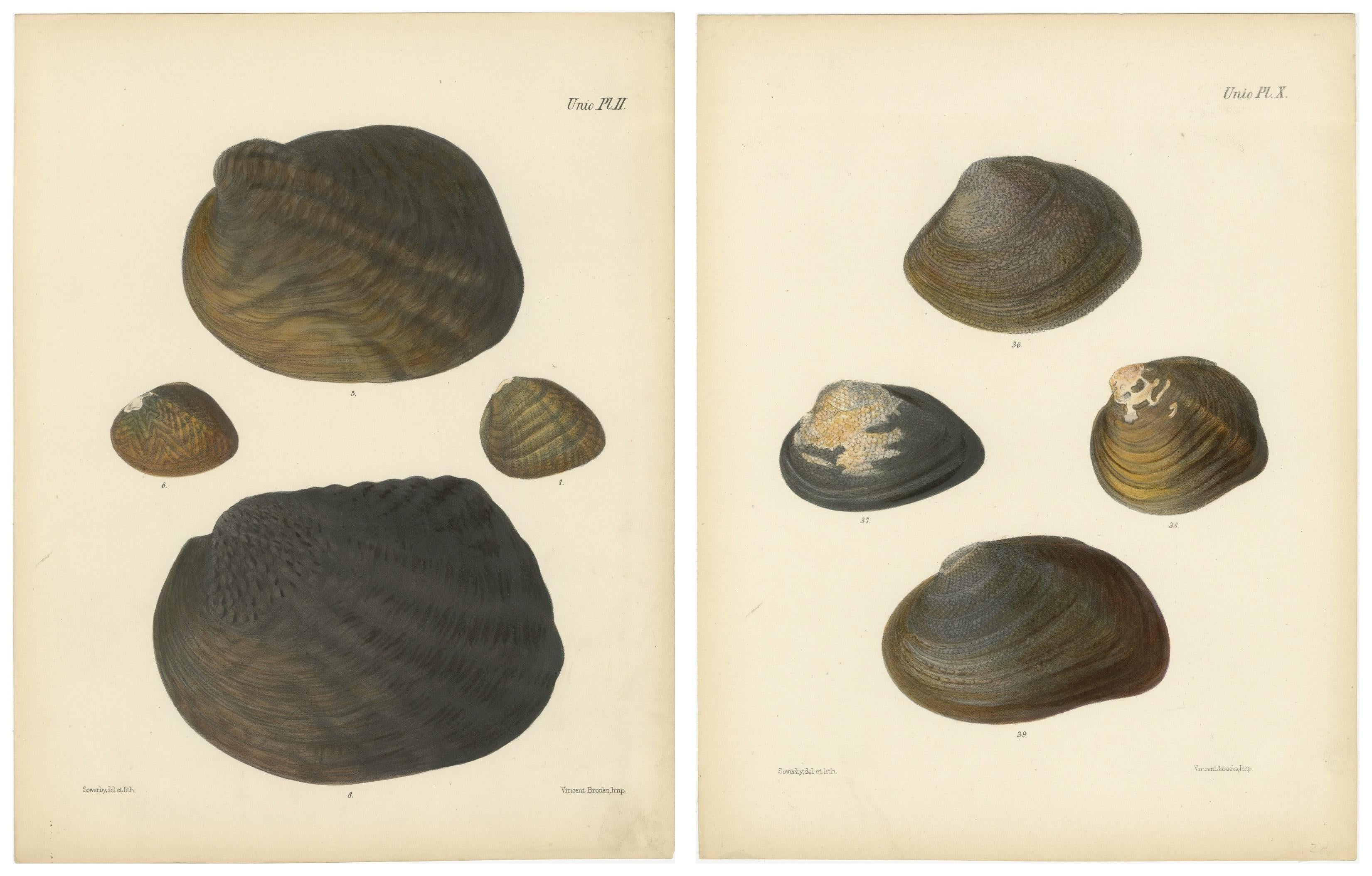 Antike Muschellithographien "Unio" - Handkolorierte Tafeln von Sowerby, 1842